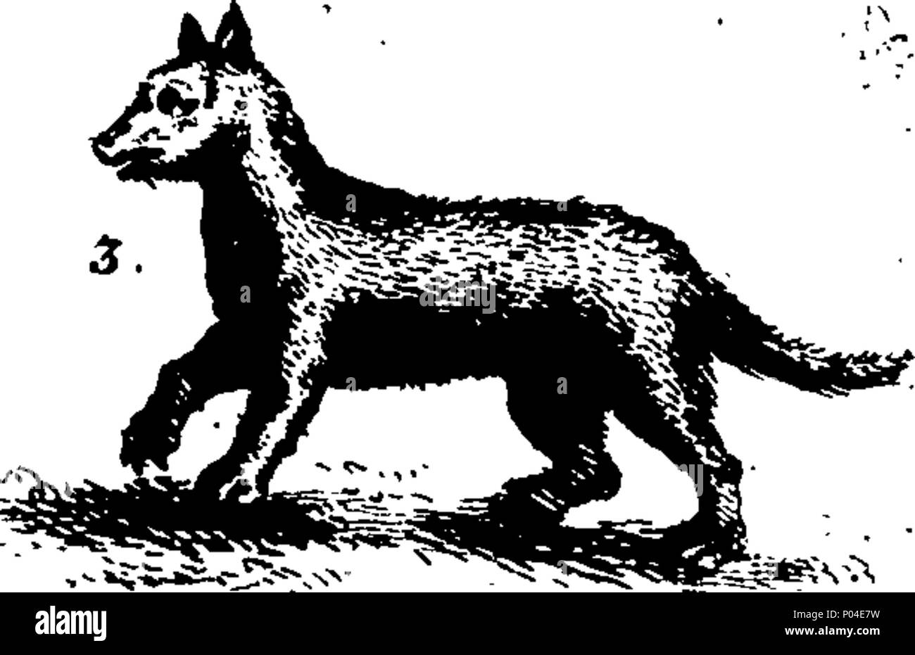 . Inglese: Fleuron dal libro: una descrizione di tre centinaia di animali, vale a dire animali, uccelli, pesci, serpenti e insetti. Con un conto in particolare delle loro modalità di cattura di balene in Groenlandia. Estratto dai migliori autori e adattato per l'uso di tutte le capacità. Illustrato con piastre di rame, sul quale è curiosamente engraven ogni bestia, uccelli, pesci, Serpent e insetti, describ'd in tutto il libro. 87 Una descrizione di tre centinaia di animali, viz Fleuron T120743-4 Foto Stock