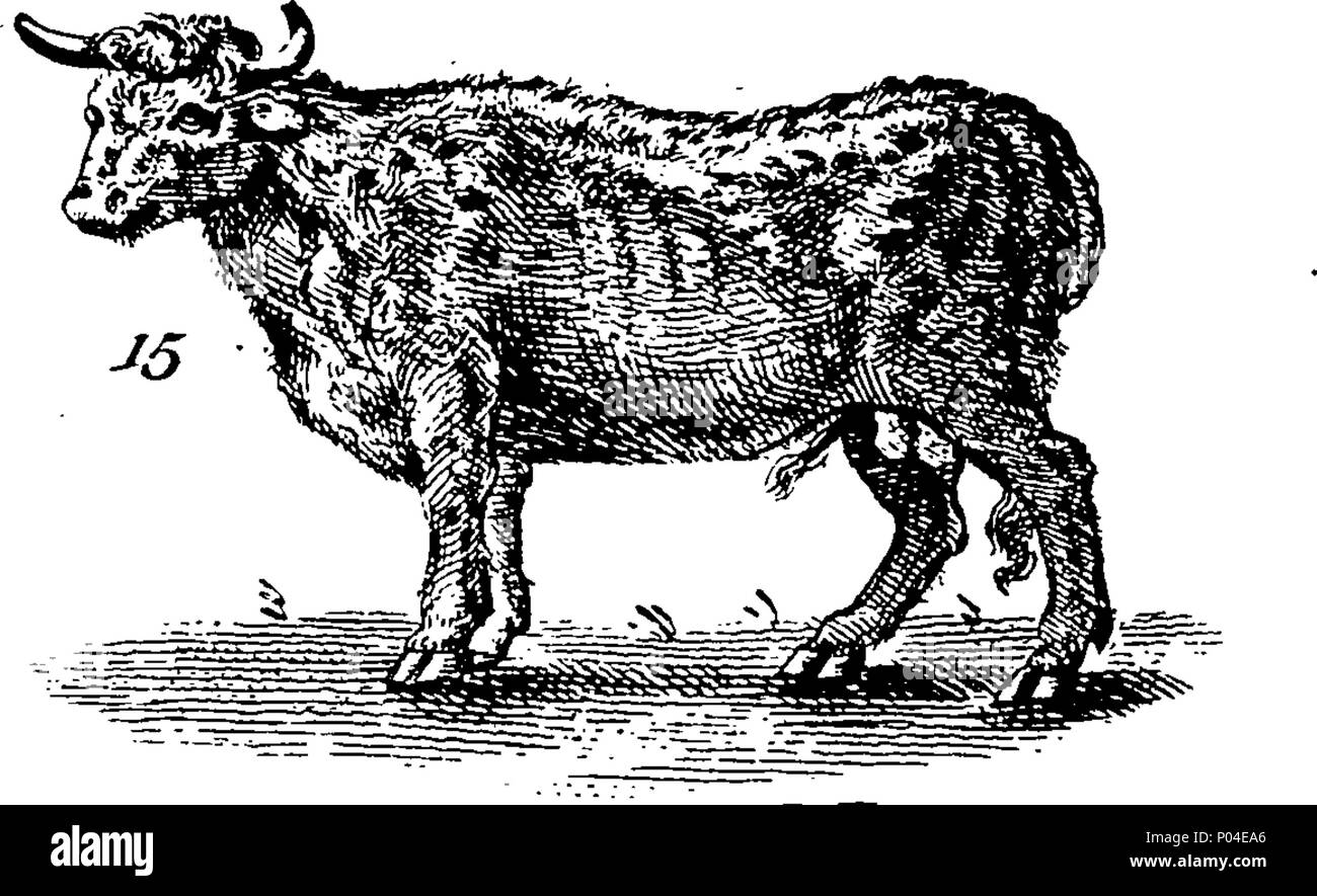 . Inglese: Fleuron dal libro: una descrizione di tre centinaia di animali, vale a dire animali, uccelli, pesci, serpenti e insetti. Con un conto in particolare delle loro modalità di cattura di balene in Groenlandia. Estratto dai migliori autori e adattato per l'uso di tutte le capacità. Illustrato con piastre di rame, sul quale è curiosamente engraven ogni bestia, uccelli, pesci, Serpent e insetti, describ'd in tutto il libro. 87 Una descrizione di tre centinaia di animali, viz Fleuron T135788-15 Foto Stock