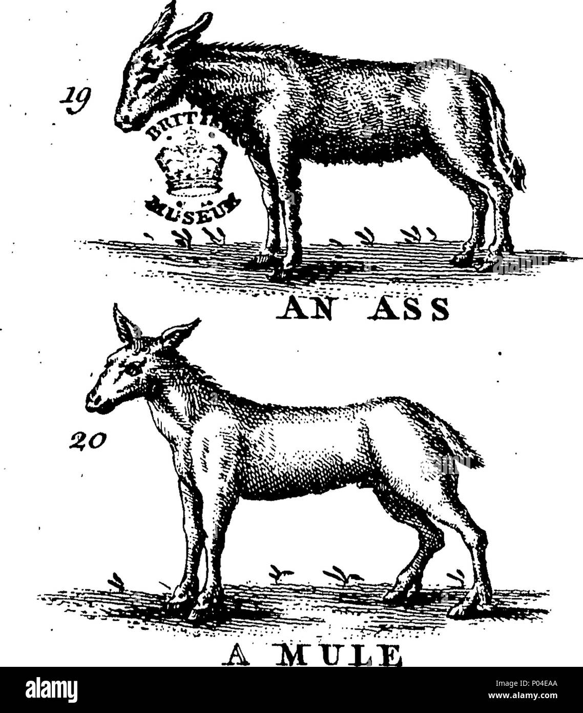 . Inglese: Fleuron dal libro: una descrizione di tre centinaia di animali, vale a dire animali, uccelli, pesci, serpenti e insetti. Con un conto in particolare delle loro modalità di cattura di balene in Groenlandia. Estratto dai migliori autori e adattato per l'uso di tutte le capacità. Illustrato con piastre di rame, sul quale è curiosamente engraven ogni bestia, uccelli, pesci, Serpent e insetti, describ'd in tutto il libro. 87 Una descrizione di tre centinaia di animali, viz Fleuron T135788-16 Foto Stock