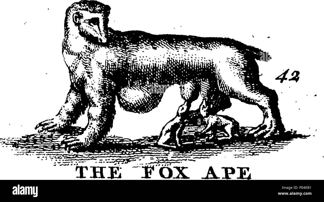 . Inglese: Fleuron dal libro: una descrizione di tre centinaia di animali, vale a dire animali, uccelli, pesci, serpenti e insetti. Con un conto in particolare delle loro modalità di cattura di balene in Groenlandia. Estratto dai migliori autori e adattato per l'uso di tutte le capacità. Illustrato con piastre di rame, sul quale è curiosamente engraven ogni bestia, uccelli, pesci, Serpent e insetti, describ'd in tutto il libro. 87 Una descrizione di tre centinaia di animali, viz Fleuron T135788-30 Foto Stock