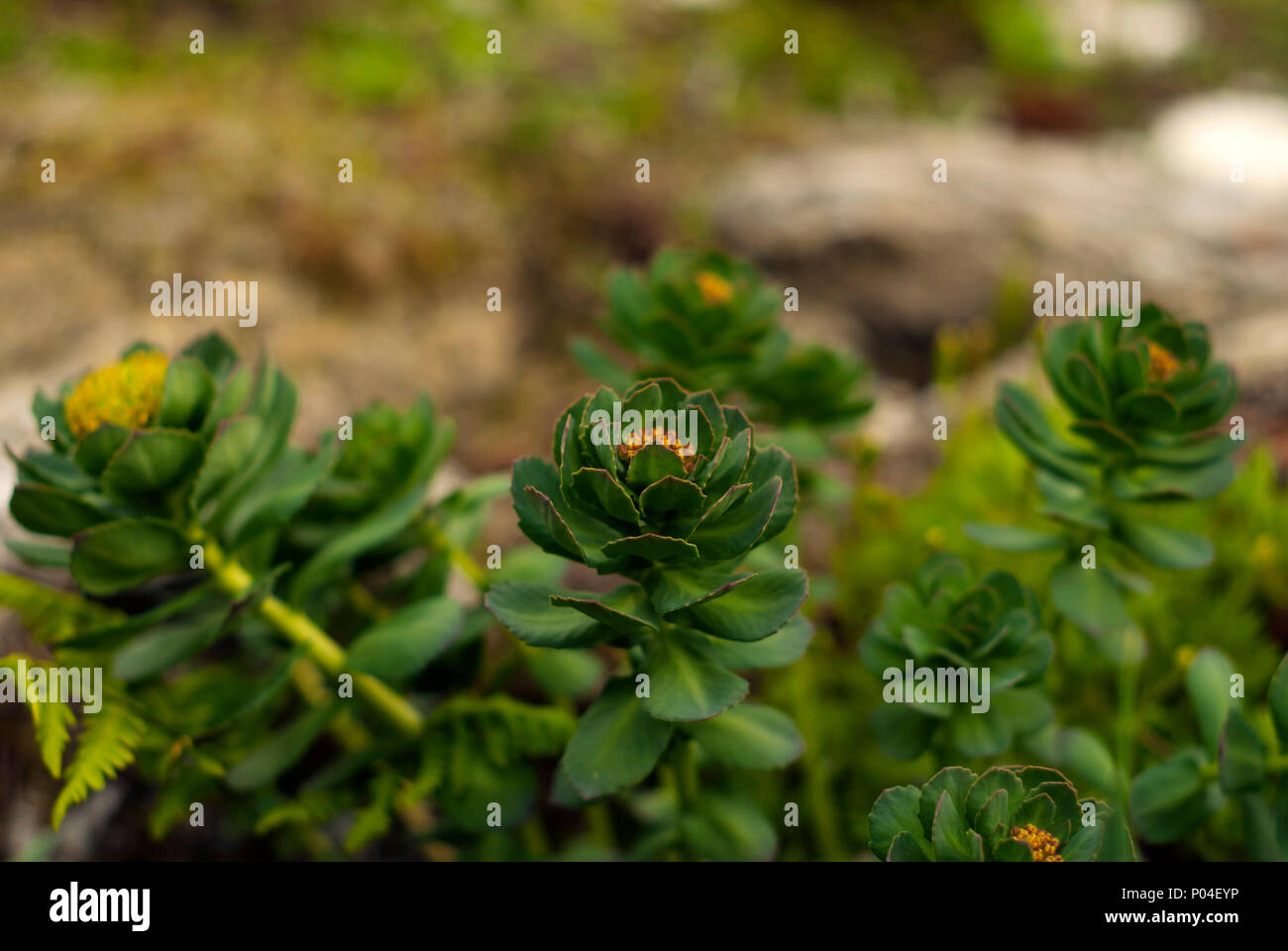 Infiorescenza di Rhodiola rosea (comunemente radice dorata, rose root o roseroot) Foto Stock