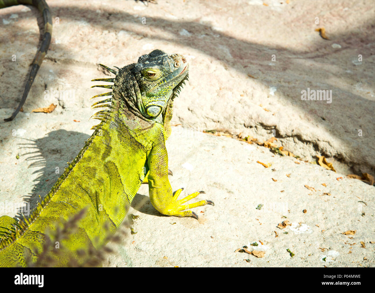 comune verde colorato testa iguana sollevata, godendosi il sole lui auto . Foto Stock