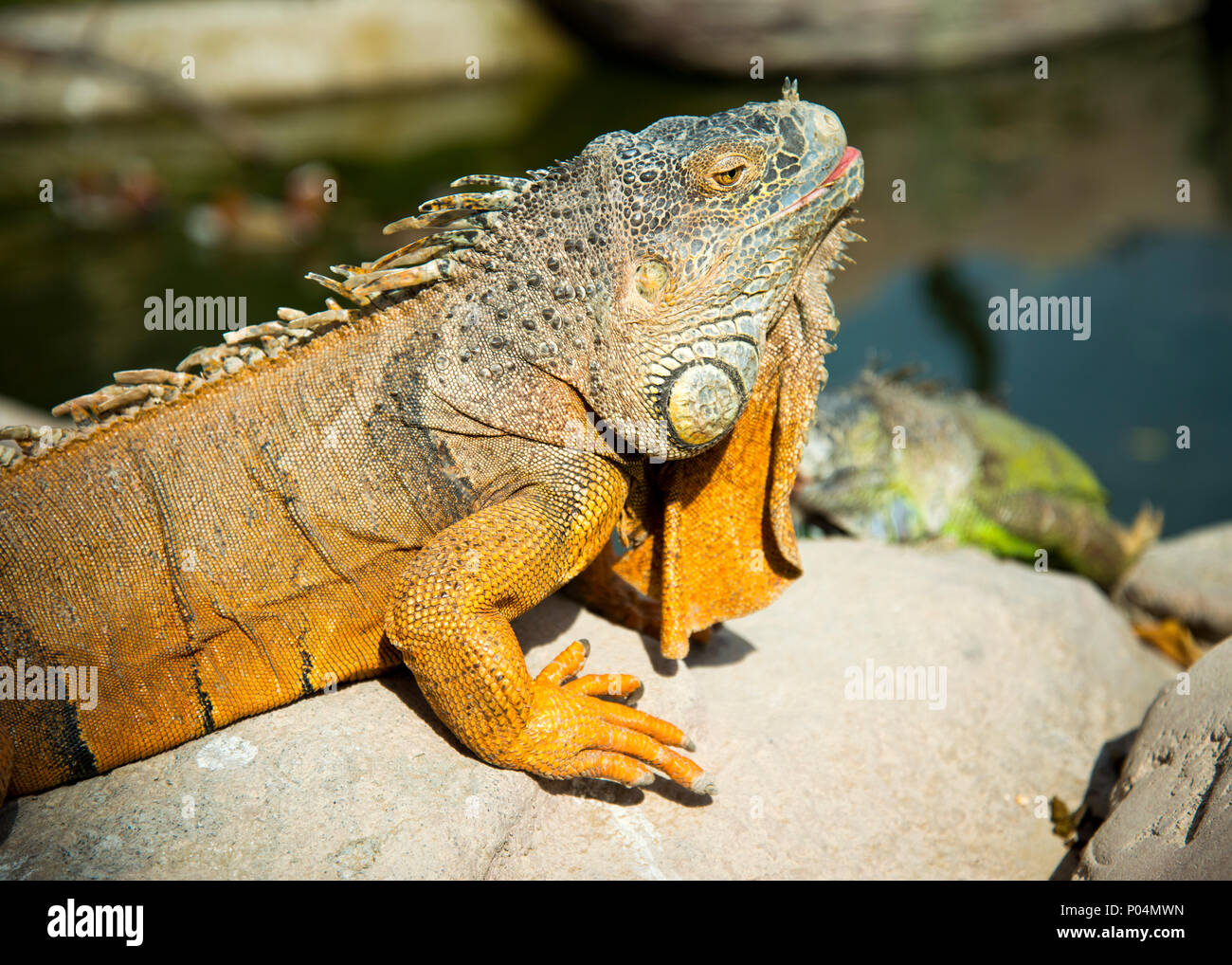 testa di iguana color arancione sollevata, godendosi il sole lui auto . Foto Stock