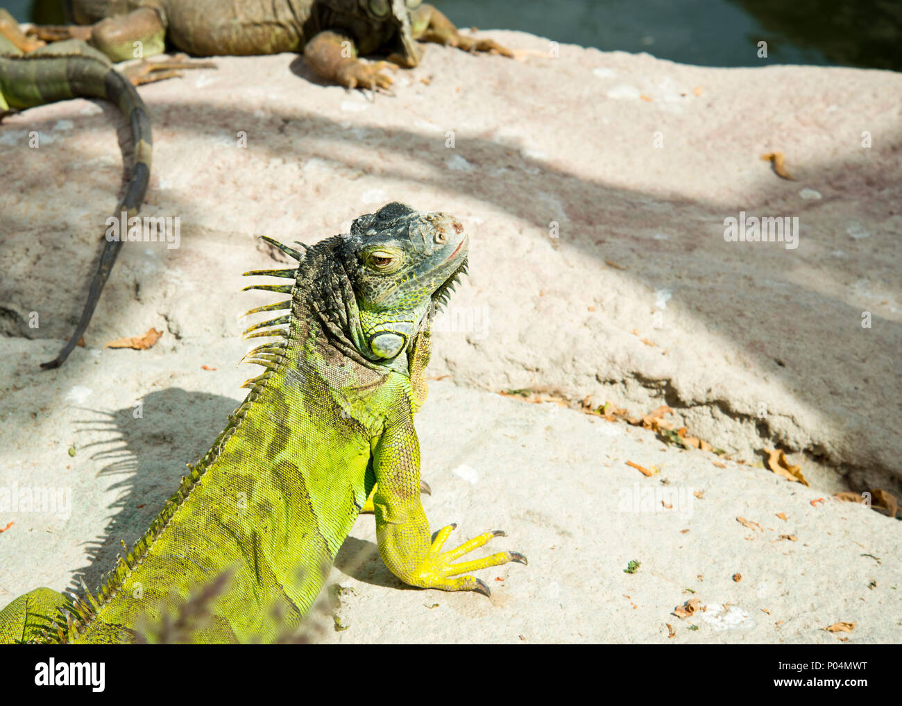 comune verde colorato testa iguana sollevata, godendosi il sole lui auto . Foto Stock