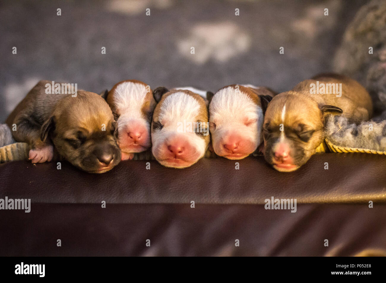 Cucciolate appena nate di cuccioli Bulldog Foto Stock