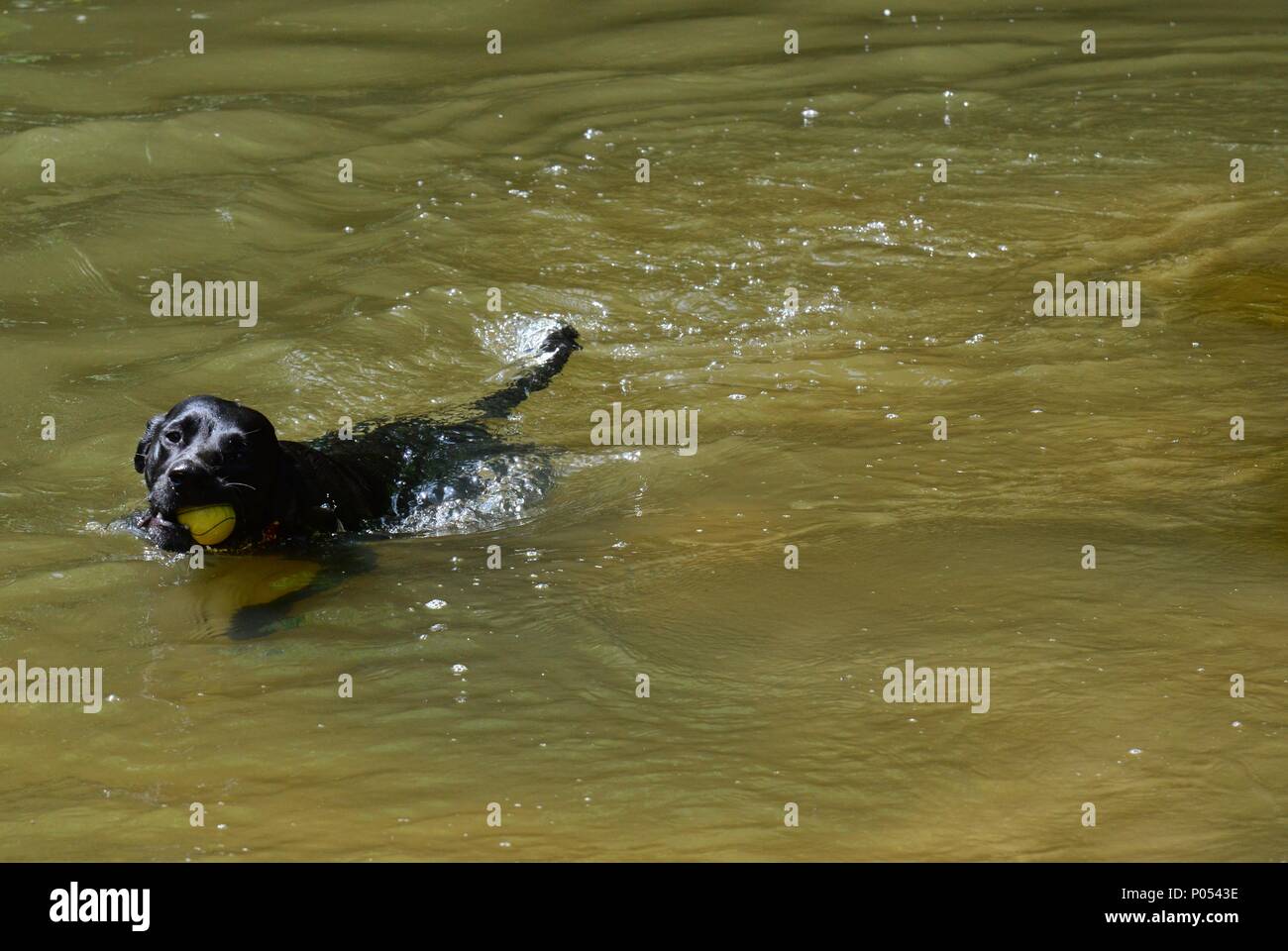 Un cane a nuotare in un fiume a Boxhill a Dorking, Surrey Foto Stock