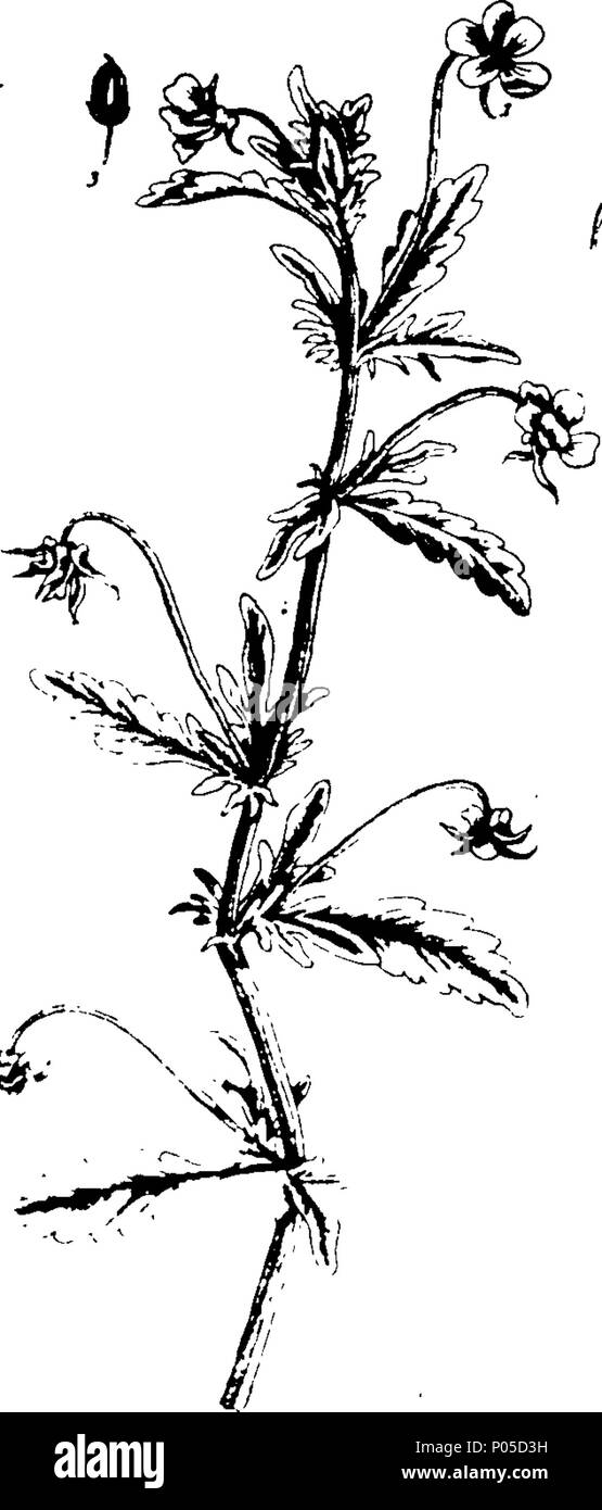 . Inglese: Fleuron dal libro: un curioso, a base di erbe contenenti cinque cento tagli, della maggior parte delle piante utili, che vengono ora utilizzati nella pratica di physick. Incisi su folio piastre di rame, dopo disegni tratti dalla vita. Da Elizabeth Blackwell. A cui si aggiunge una breve descrizione di voi le piante e i loro usi comuni in phsick. ... 77 una curiosa, a base di erbe contenenti cinque cento tagli, della maggior parte delle piante utili, che vengono ora utilizzati nella pratica di physick Fleuron T083979-30 Foto Stock