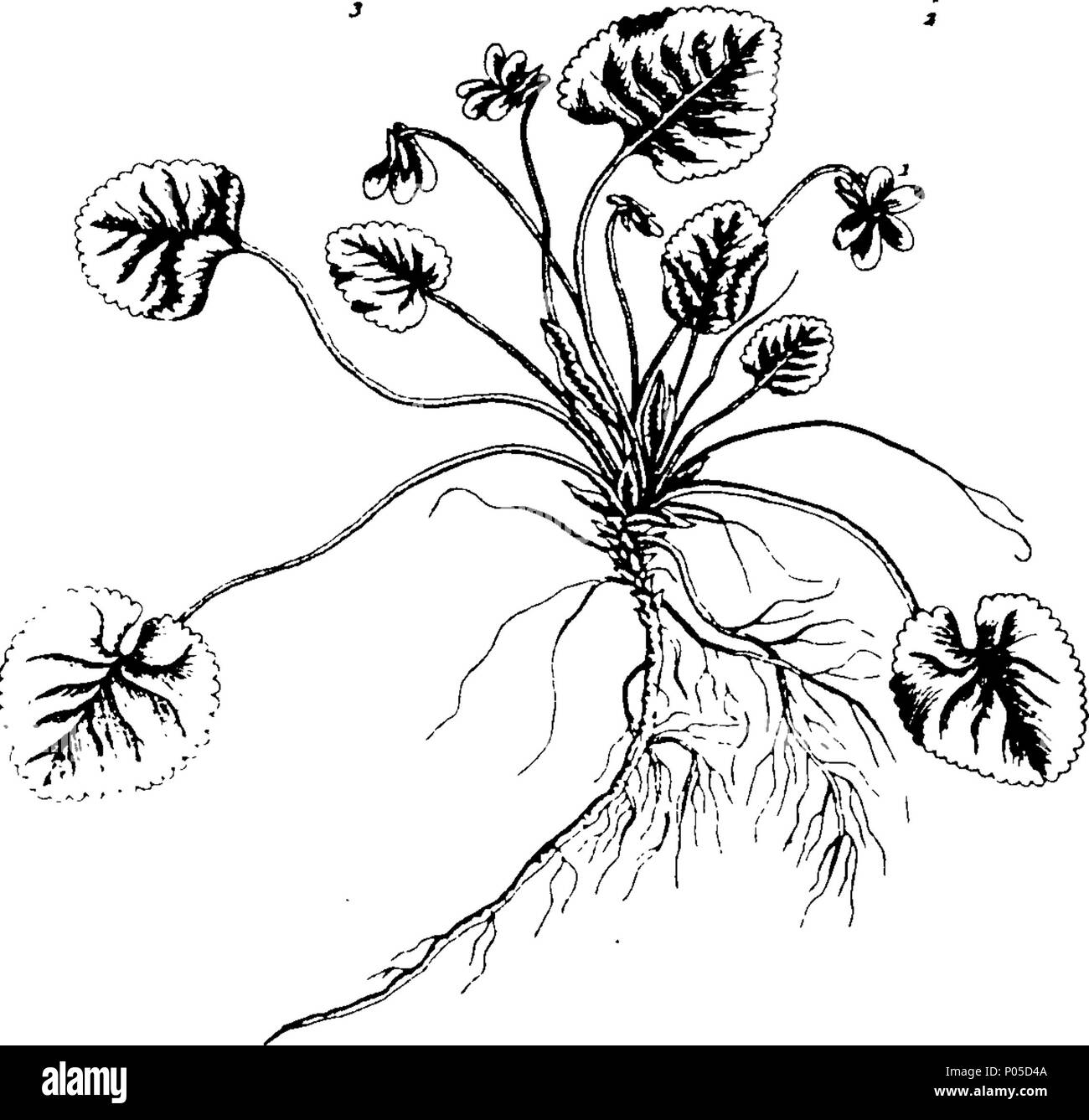 . Inglese: Fleuron dal libro: un curioso, a base di erbe contenenti cinque cento tagli, della maggior parte delle piante utili, che vengono ora utilizzati nella pratica di physick. Incisi su folio piastre di rame, dopo disegni tratti dalla vita. Da Elizabeth Blackwell. A cui si aggiunge una breve descrizione di voi le piante e i loro usi comuni in phsick. ... 77 una curiosa, a base di erbe contenenti cinque cento tagli, della maggior parte delle piante utili, che vengono ora utilizzati nella pratica di physick Fleuron T083979-38 Foto Stock