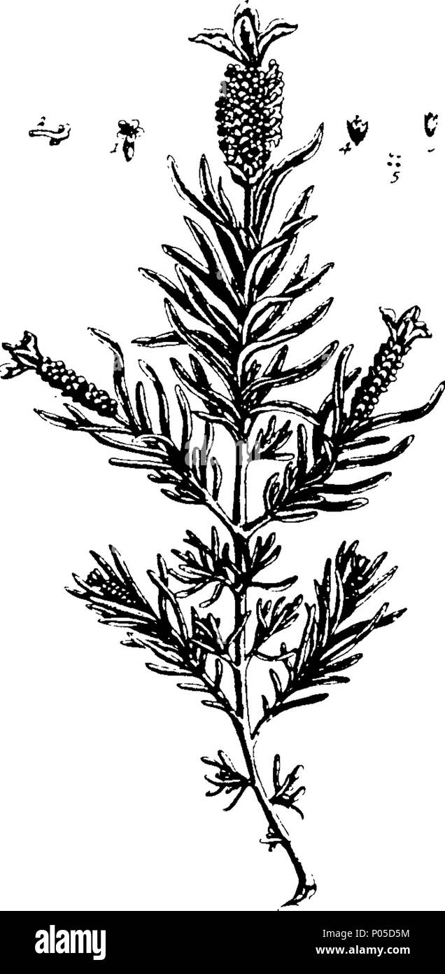 . Inglese: Fleuron dal libro: un curioso, a base di erbe contenenti cinque cento tagli, della maggior parte delle piante utili, che vengono ora utilizzati nella pratica di physick. Incisi su folio piastre di rame, dopo disegni tratti dalla vita. Da Elizabeth Blackwell. A cui si aggiunge una breve descrizione di voi le piante e i loro usi comuni in phsick. ... 77 una curiosa, a base di erbe contenenti cinque cento tagli, della maggior parte delle piante utili, che vengono ora utilizzati nella pratica di physick Fleuron T083979-51 Foto Stock