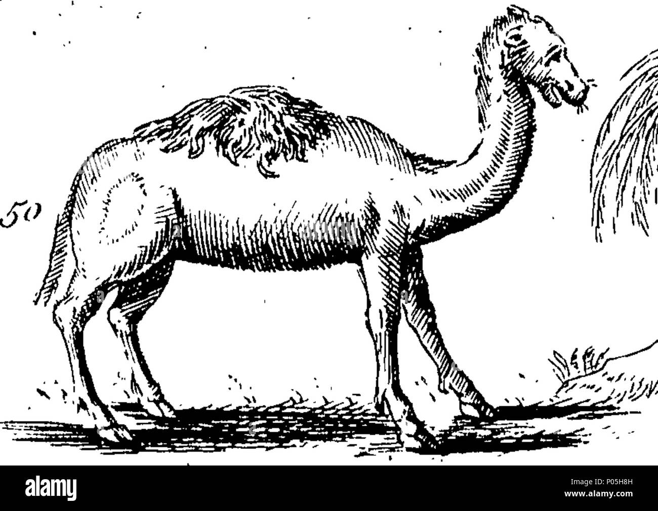 . Inglese: Fleuron dal libro: una descrizione di tre centinaia di animali, vale a dire animali, uccelli, pesci, serpenti e insetti. Con un conto in particolare delle loro modalità di cattura di balene in Groenlandia. Estratto dai migliori autori e adattato per l'uso di tutte le capacità. Illustrato con piastre di rame, sul quale è curiosamente engraven ogni bestia, uccelli, pesci, Serpent e insetti, descritto in tutto il libro. 88 Una descrizione di tre centinaia di animali, viz Fleuron T153854-41 Foto Stock