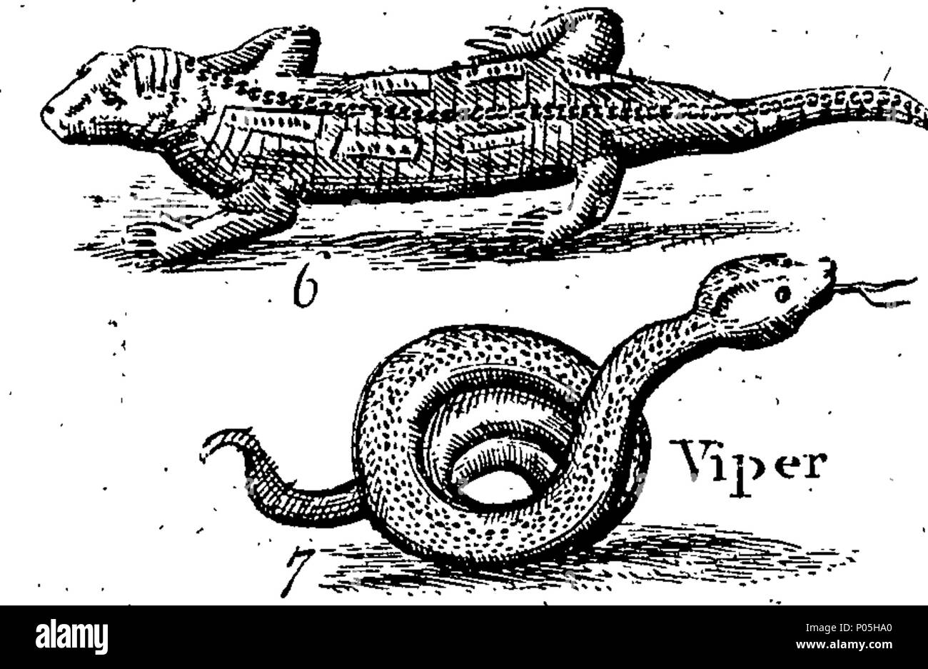 . Inglese: Fleuron dal libro: una descrizione di tre centinaia di animali, vale a dire animali, uccelli, pesci, serpenti e insetti. Con un conto in particolare delle loro modalità di cattura di balene in Groenlandia. Estratto dai migliori autori e adattato per l'uso di tutte le capacità. Illustrato con piastre di rame, sul quale è curiosamente engraven ogni bestia, uccelli, pesci, Serpent e insetti, descritto in tutto il libro. 88 Una descrizione di tre centinaia di animali, viz Fleuron T153854-56 Foto Stock