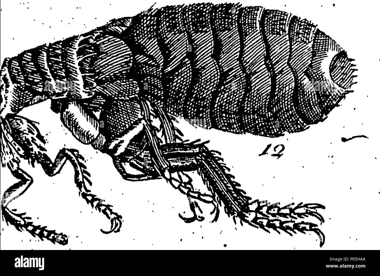 . Inglese: Fleuron dal libro: una descrizione di tre centinaia di animali, vale a dire animali, uccelli, pesci, serpenti e insetti. Con un conto in particolare delle loro modalità di cattura di balene in Groenlandia. Estratto dai migliori autori e adattato per l'uso di tutte le capacità. Illustrato con piastre di rame, sul quale è curiosamente engraven ogni bestia, uccelli, pesci, Serpent e insetti, descritto in tutto il libro. 88 Una descrizione di tre centinaia di animali, viz Fleuron T153854-59 Foto Stock