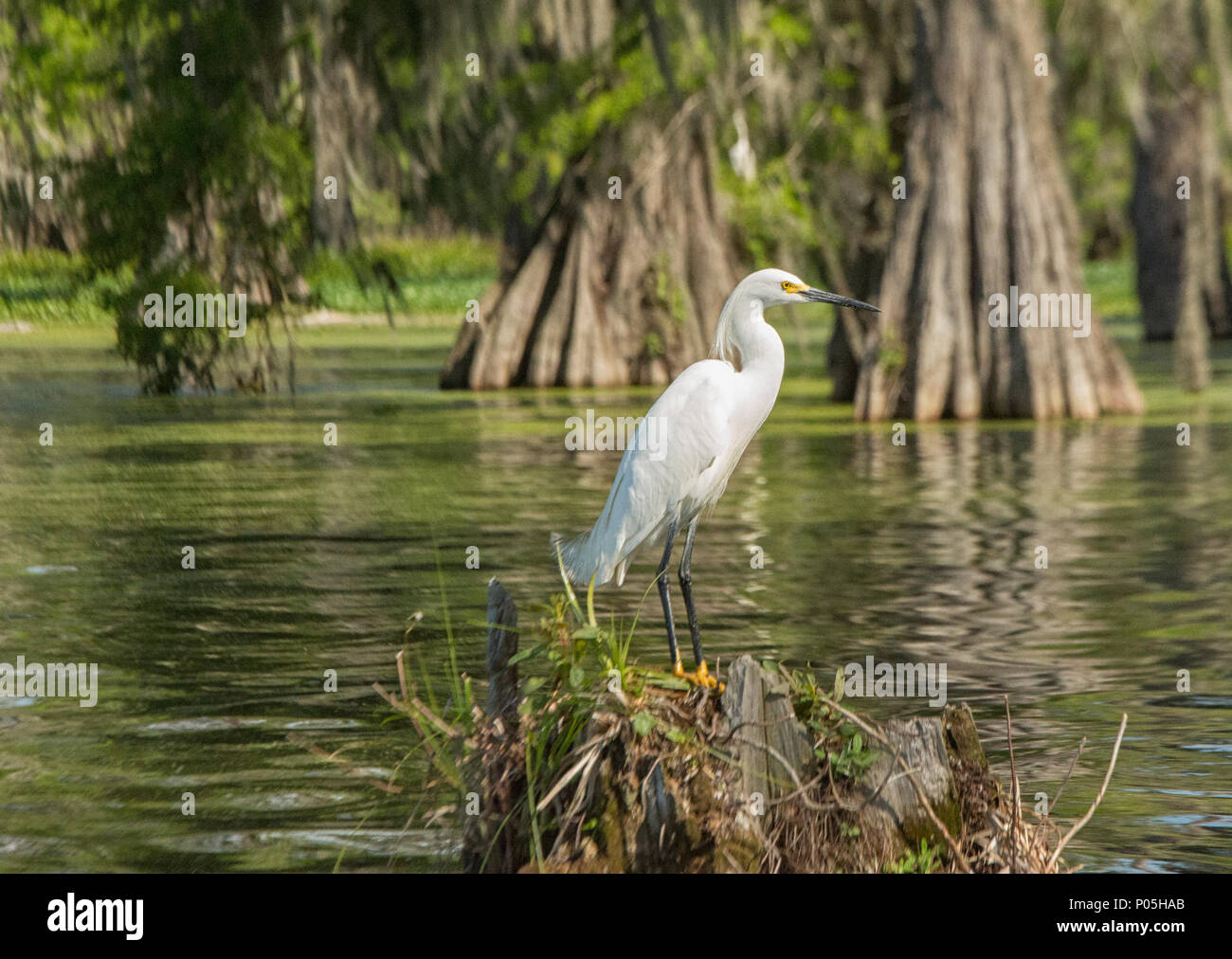 Grande airone bianco nel bacino Atchafalaya, Breaux Bridge, Louisiana Foto Stock