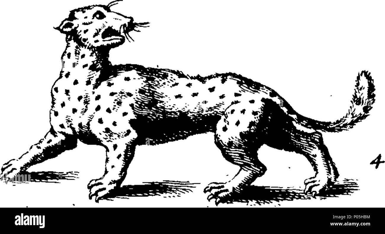 . Inglese: Fleuron dal libro: una descrizione di trecento animali; vale a dire le bestie, uccelli, pesci, serpenti e insetti. Con un conto in particolare della balena-pesca. Estratto dei migliori autori e adattato per l'uso di tutte le capacità; soprattutto per attirare i bambini a leggere. Illustrato con piastre di rame, sul quale è incisa curiosamente ogni bestia, uccelli, pesci, Serpent e insetti, describ'd in tutto il libro. 88 Una descrizione di trecento animali; viz Fleuron T135789-12 Foto Stock