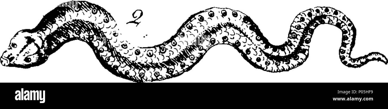 . Inglese: Fleuron dal libro: una descrizione di trecento animali; vale a dire le bestie, uccelli, pesci, serpenti e insetti. Con un conto in particolare della balena-pesca. Estratto dei migliori autori e adattato per l'uso di tutte le capacità; soprattutto per attirare i bambini a leggere. Illustrato con piastre di rame, sul quale è incisa curiosamente ogni bestia, uccelli, pesci, Serpent e insetti, describ'd in tutto il libro. 88 Una descrizione di trecento animali; viz Fleuron T135789-49 Foto Stock