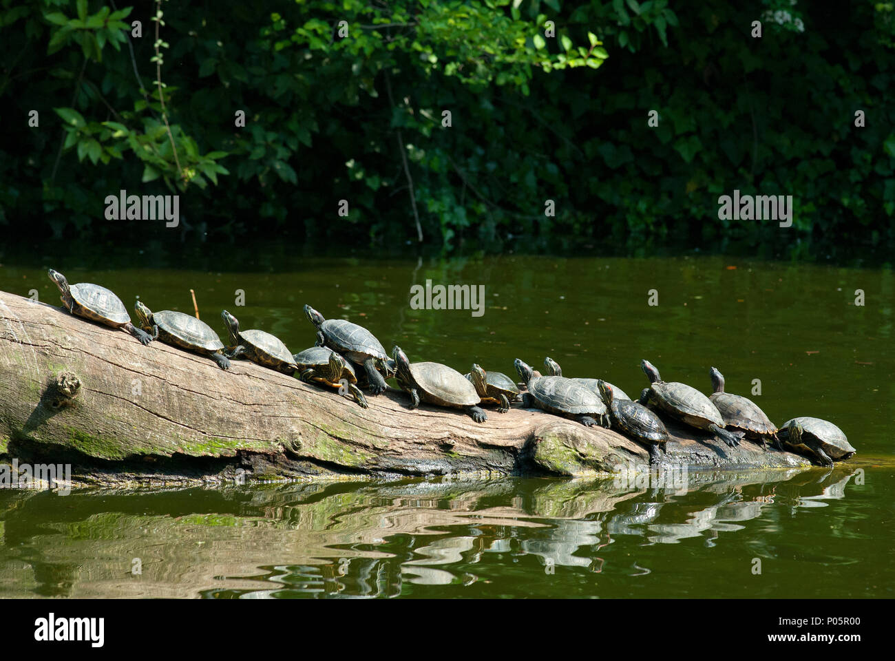 Tartarughe rosse (chrysemys scripta) che si crogiolano al sole su un ceppo, Bioparco, Roma, Lazio, Italia Foto Stock