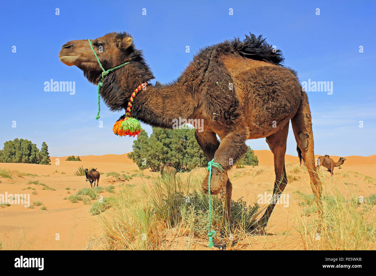 Cammelli nel deserto del Sahara, Merzouga, Marocco Foto Stock