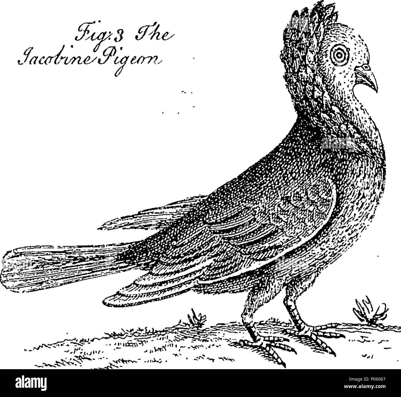 . Inglese: Fleuron dal libro: una descrizione di una grande varietà di specie animali e vegetali; vale a dire le bestie, uccelli, pesci, insetti, piante, frutti e fiori. Estratto da i più notevoli scrittori di storia naturale; e adattato per l'uso di tutte le capacità, soprattutto per il divertimento dei giovani. Essendo un supplemento di una descrizione di tre centinaia di animali. Illustrato con sopra una novantina di piastre di rame, sul quale è curiosamente Engraven ogni animale e vegetale descritto in tutto il libro. 81 Una descrizione di una grande varietà di specie animali e vegetali; viz Fleuron T135784-11 Foto Stock