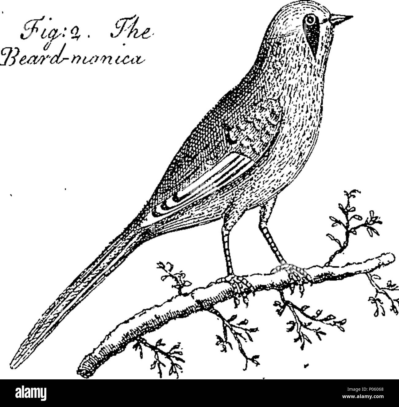 . Inglese: Fleuron dal libro: una descrizione di una grande varietà di specie animali e vegetali; vale a dire le bestie, uccelli, pesci, insetti, piante, frutti e fiori. Estratto da i più notevoli scrittori di storia naturale; e adattato per l'uso di tutte le capacità, soprattutto per il divertimento dei giovani. Essendo un supplemento di una descrizione di tre centinaia di animali. Illustrato con sopra una novantina di piastre di rame, sul quale è curiosamente Engraven ogni animale e vegetale descritto in tutto il libro. 81 Una descrizione di una grande varietà di specie animali e vegetali; viz Fleuron T135784-12 Foto Stock
