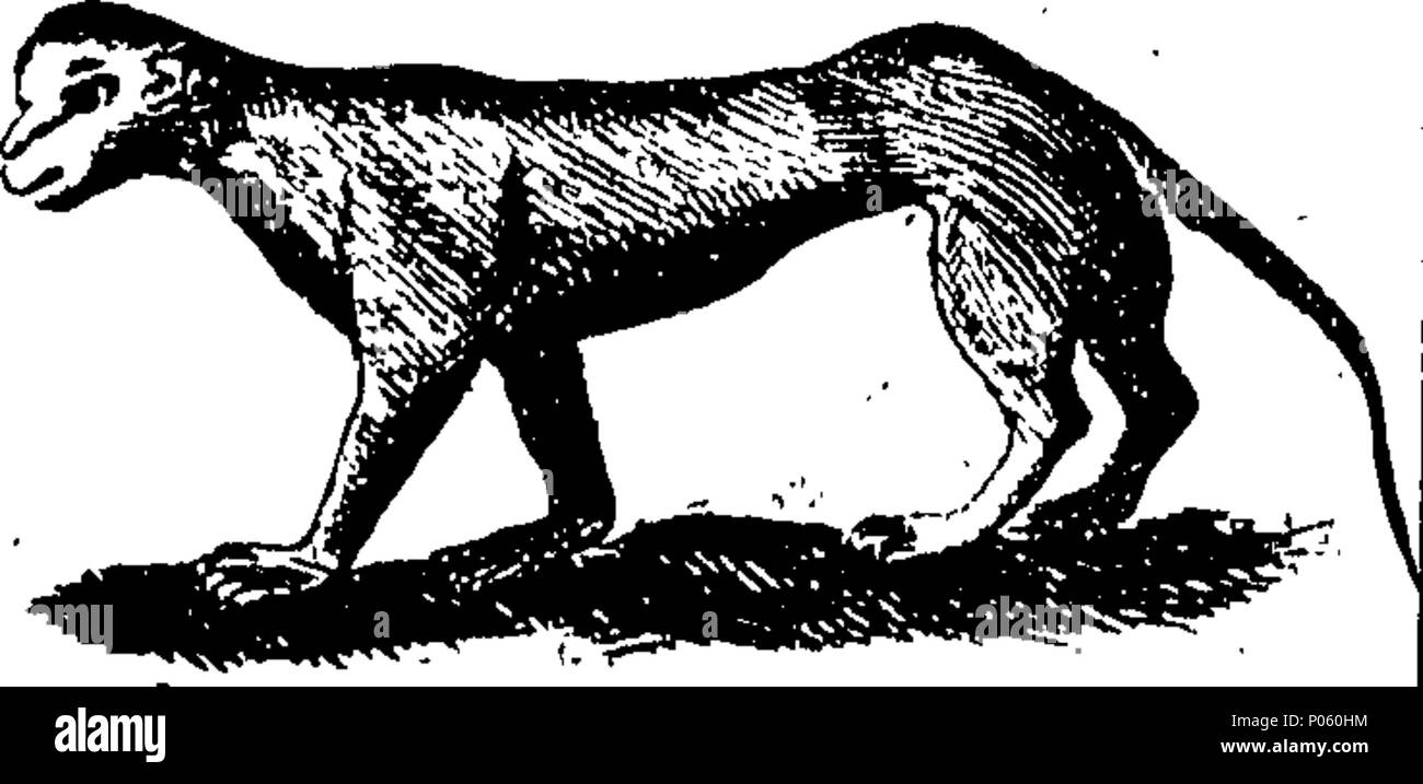 . Inglese: Fleuron dal libro: una descrizione dei tre suddetti centinaia di animali, vale a dire animali, uccelli, pesci, serpenti e insetti. Con un conto in particolare del modo di catturare le balene in Groenlandia. Estratto dai migliori autori e adattato per l'uso di tutte le capacità. Illustrato con copperplates. Sul quale è curiosamente Engraven ogni bestia, uccelli, pesci, Serpent e insetti, descritto in tutto il libro. 82 una descrizione dei tre suddetti centinaia di animali, viz Fleuron T135452-30 Foto Stock