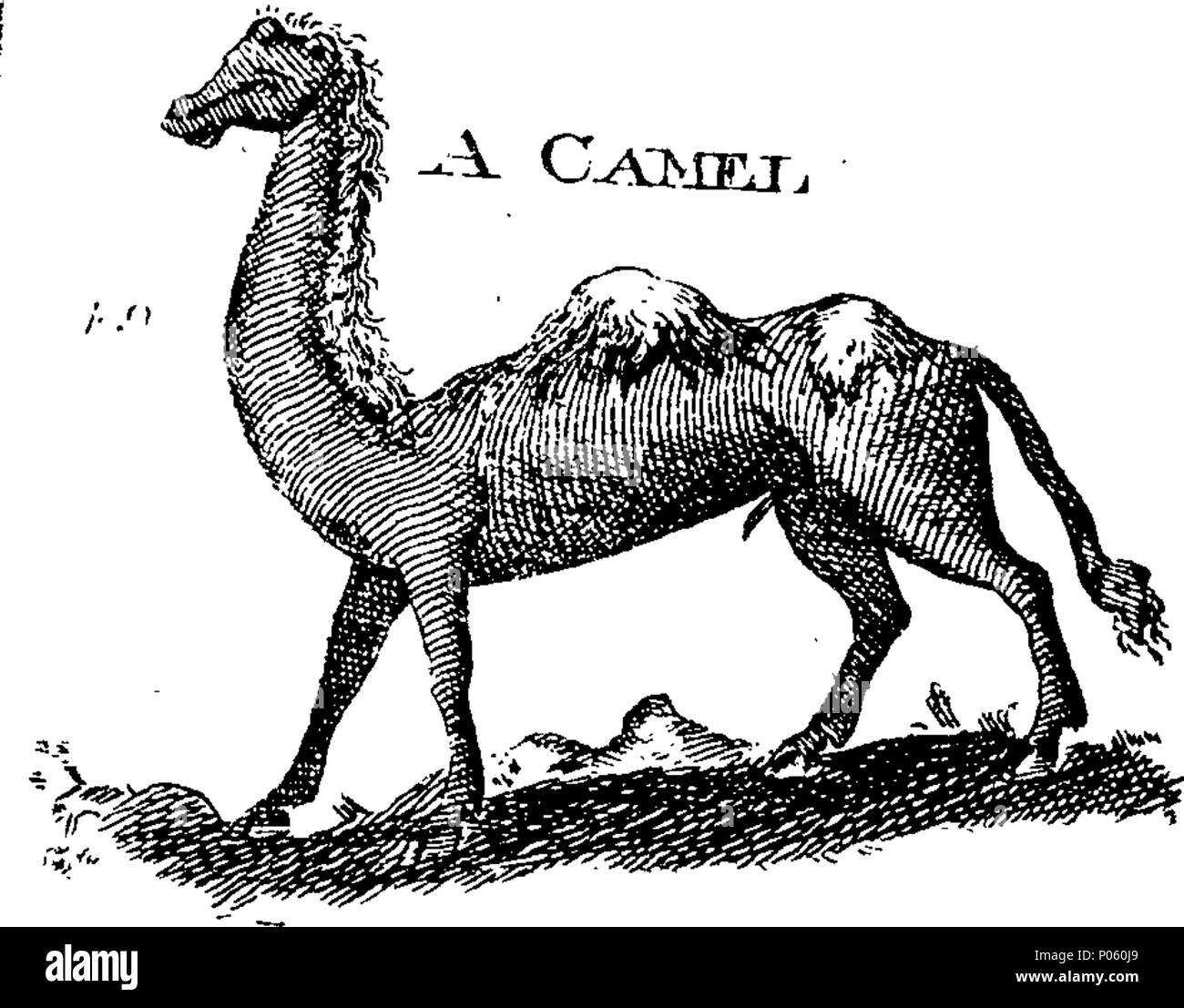 . Inglese: Fleuron dal libro: una descrizione dei tre suddetti centinaia di animali, vale a dire animali, uccelli, pesci, serpenti e insetti. Con un conto in particolare del modo di catturare le balene in Groenlandia. Estratto dai migliori autori e adattato per l'uso di tutte le capacità. Illustrato con copperplates. Sul quale è curiosamente Engraven ogni bestia, uccelli, pesci, Serpent e insetti, descritto in tutto il libro. 82 una descrizione dei tre suddetti centinaia di animali, viz Fleuron T135452-38 Foto Stock