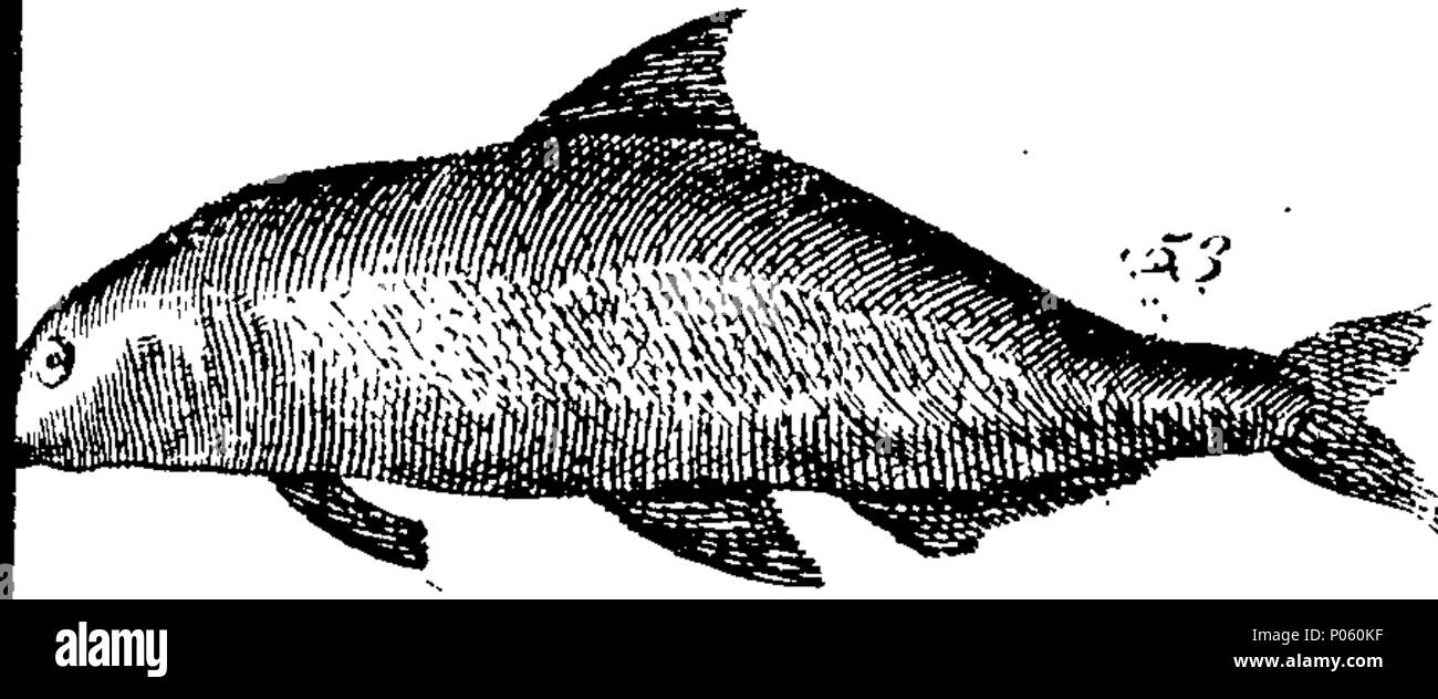. Inglese: Fleuron dal libro: una descrizione dei tre suddetti centinaia di animali, vale a dire animali, uccelli, pesci, serpenti e insetti. Con un conto in particolare del modo di catturare le balene in Groenlandia. Estratto dai migliori autori e adattato per l'uso di tutte le capacità. Illustrato con copperplates. Sul quale è curiosamente Engraven ogni bestia, uccelli, pesci, Serpent e insetti, descritto in tutto il libro. 82 una descrizione dei tre suddetti centinaia di animali, viz Fleuron T135452-48 Foto Stock