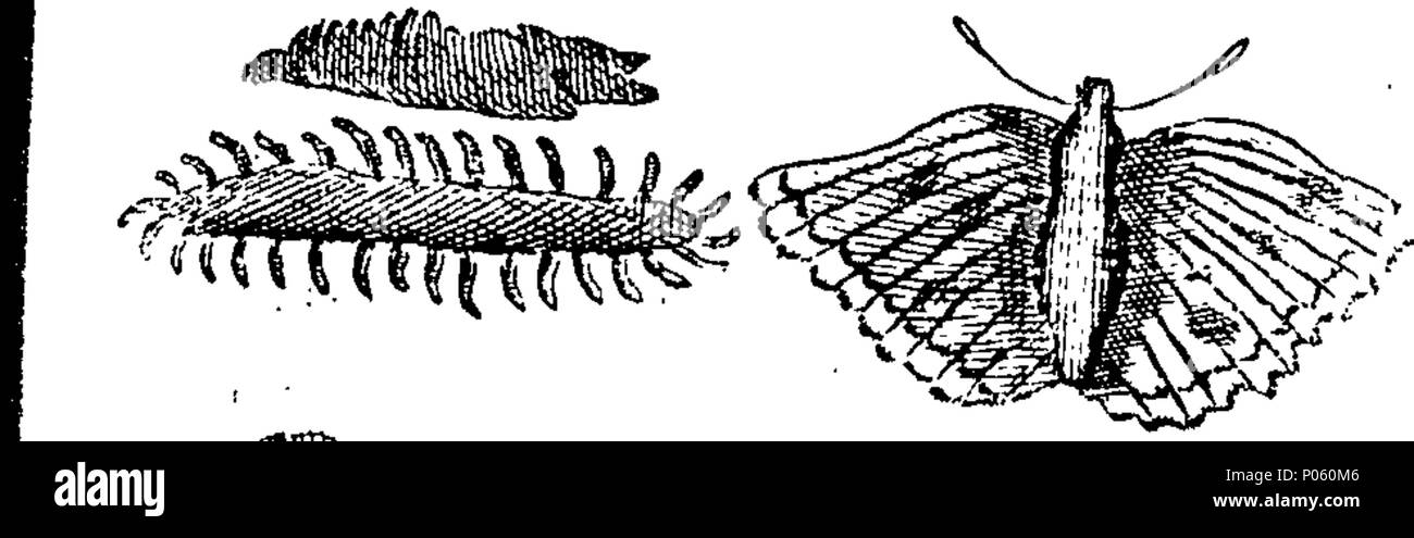 . Inglese: Fleuron dal libro: una descrizione dei tre suddetti centinaia di animali, vale a dire animali, uccelli, pesci, serpenti e insetti. Con un conto in particolare del modo di catturare le balene in Groenlandia. Estratto dai migliori autori e adattato per l'uso di tutte le capacità. Illustrato con copperplates. Sul quale è curiosamente Engraven ogni bestia, uccelli, pesci, Serpent e insetti, descritto in tutto il libro. 82 una descrizione dei tre suddetti centinaia di animali, viz Fleuron T135452-56 Foto Stock