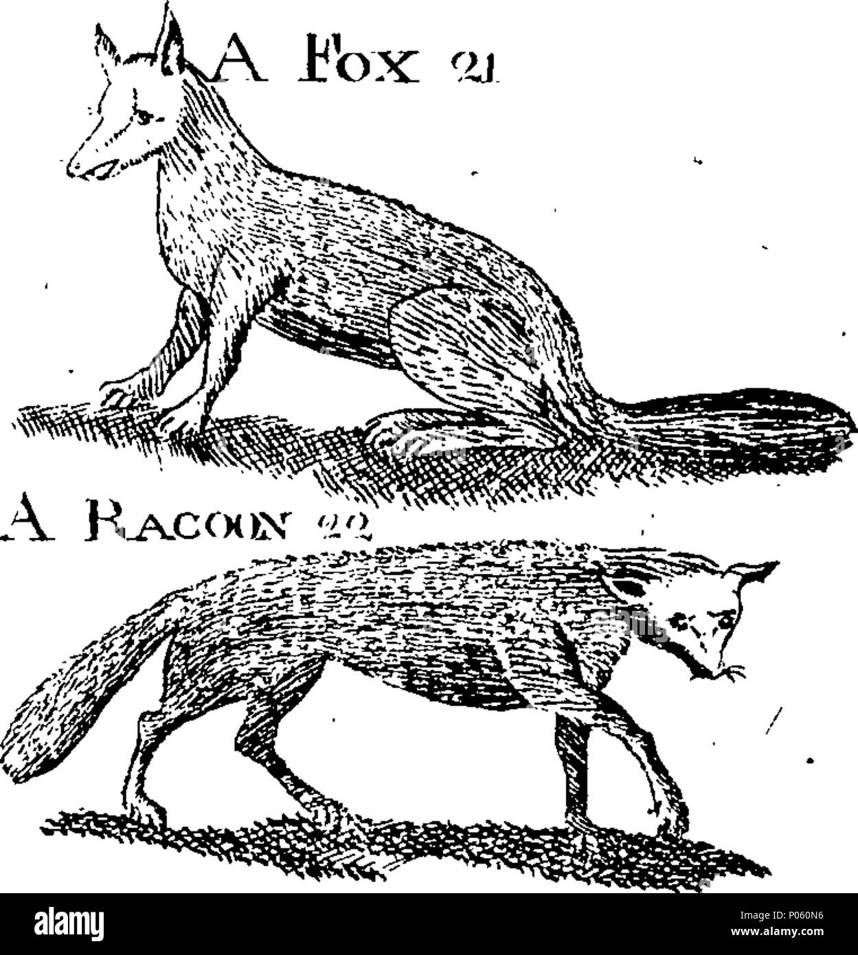 . Inglese: Fleuron dal libro: una descrizione dei tre suddetti centinaia di animali, vale a dire animali, uccelli, pesci, serpenti e insetti. Con un conto in particolare del modo di catturare le balene in Groenlandia. Estratto dai migliori autori e adattato per l'uso di tutte le capacità. Illustrato con copperplates. Sul quale è curiosamente engraven ogni bestia, uccelli, pesci, Serpent e insetti, descritto in tutto il libro. 82 una descrizione dei tre suddetti centinaia di animali, viz Fleuron T153852-15 Foto Stock