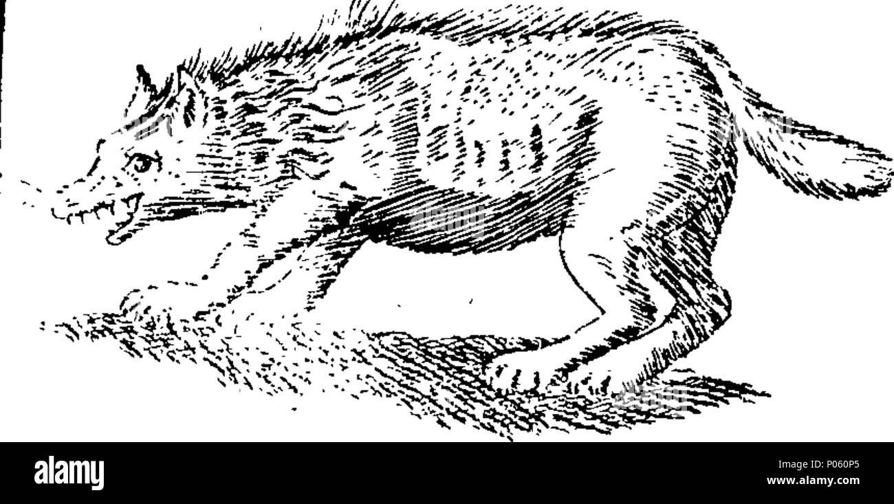 . Inglese: Fleuron dal libro: una descrizione dei tre suddetti centinaia di animali, vale a dire animali, uccelli, pesci, serpenti e insetti. Con un conto in particolare del modo di catturare le balene in Groenlandia. Estratto dai migliori autori e adattato per l'uso di tutte le capacità. Illustrato con copperplates. Sul quale è curiosamente engraven ogni bestia, uccelli, pesci, Serpent e insetti, descritto in tutto il libro. 83 una descrizione dei tre suddetti centinaia di animali, viz Fleuron T153852-27 Foto Stock