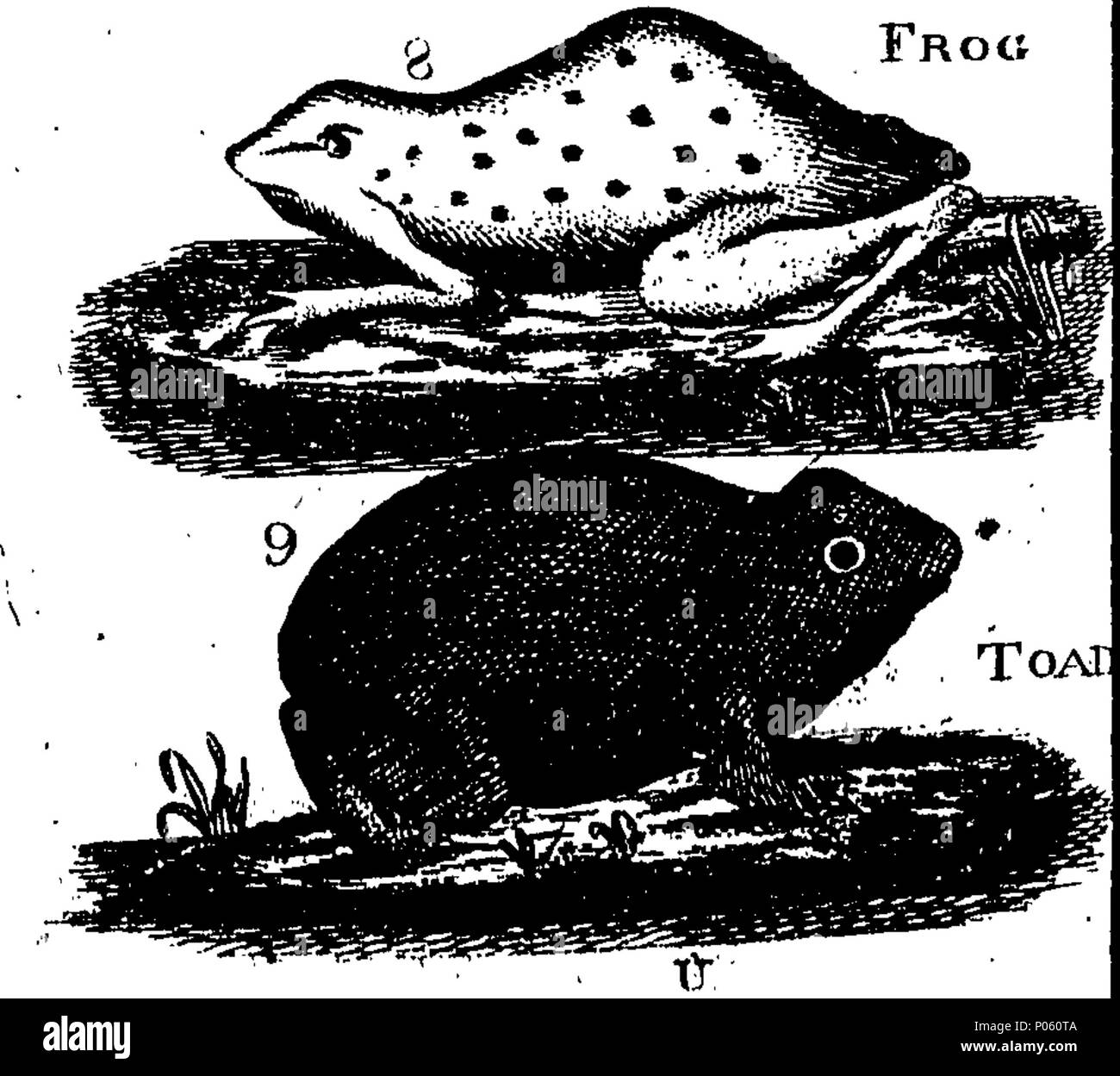 . Inglese: Fleuron dal libro: una descrizione dei tre suddetti centinaia di animali, vale a dire animali, uccelli, pesci, serpenti e insetti. Con un conto in particolare del modo di catturare le balene in Groenlandia. Estratto dai migliori autori e adattato per l'uso di tutte le capacità. Illustrato con copperplates. Sul quale è curiosamente engraven ogni bestia, uccelli, pesci, Serpent e insetti, descritto in tutto il libro. 83 una descrizione dei tre suddetti centinaia di animali, viz Fleuron T153852-54 Foto Stock