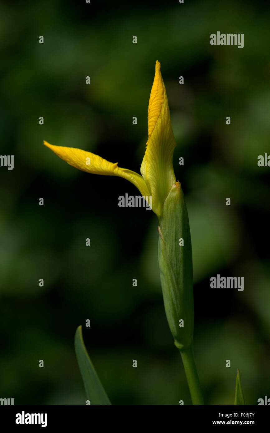 Bandiera gialla iris bud Foto Stock