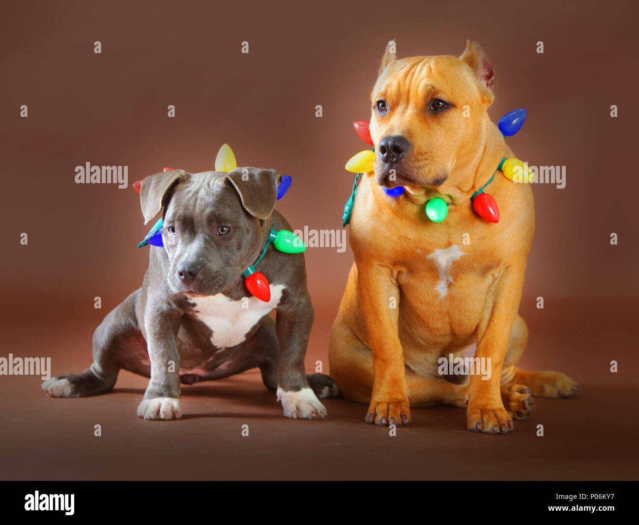 Pitbull daddy e cucciolo con luci chrsitmas ho sfondo marrone Foto Stock