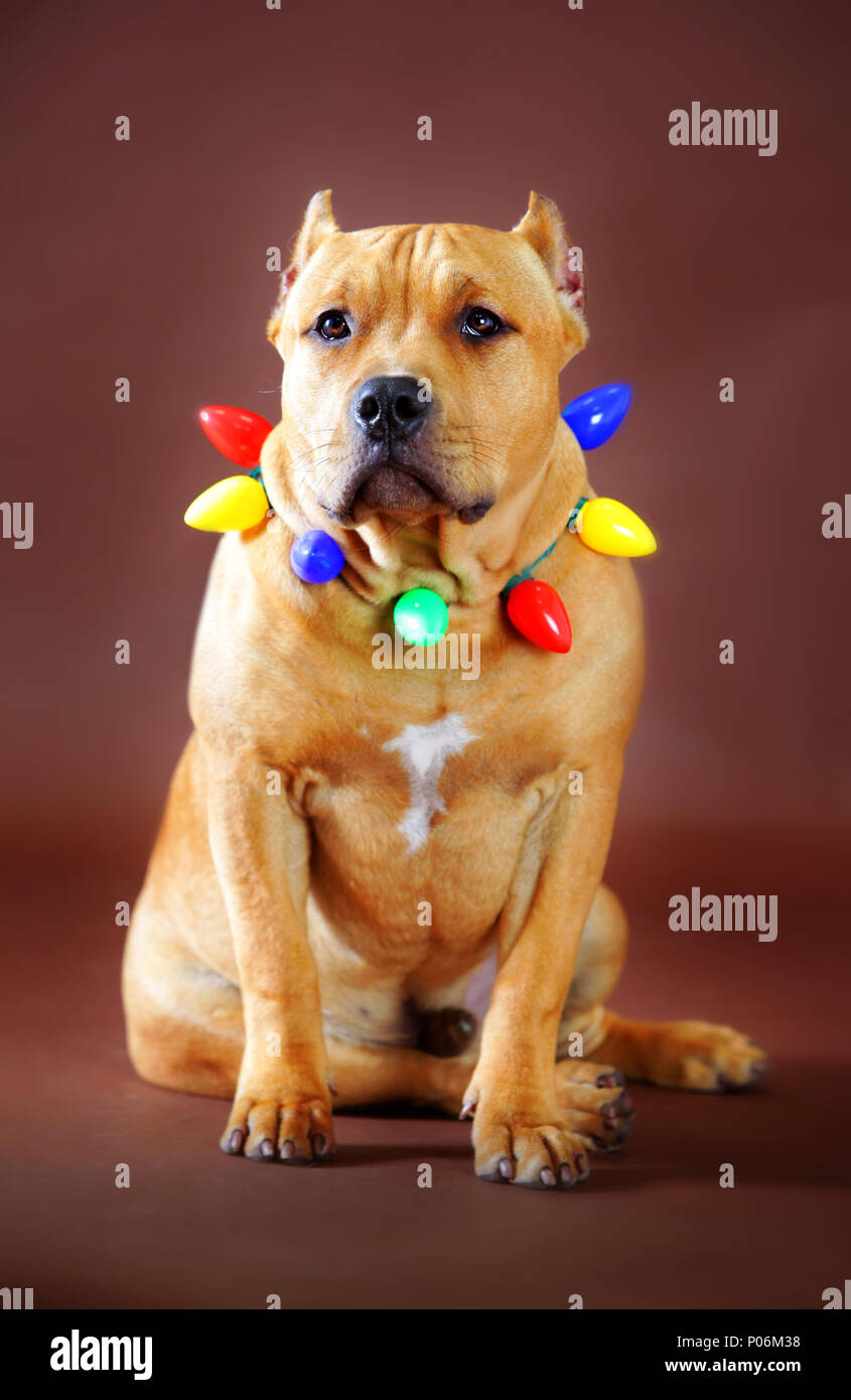 Pitbull indossando la luce di natale decorazione in sfondo marrone Foto Stock