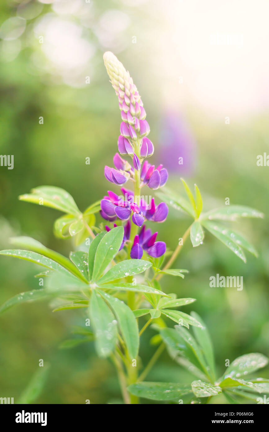 Viola fiore di lupino con gocce di acqua sulle foglie dopo la pioggia ed il sole splende a sfondo Foto Stock