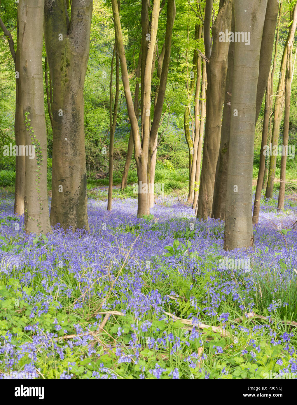 Bluebells in prima il legno vicino a Bristol, Inghilterra Foto Stock