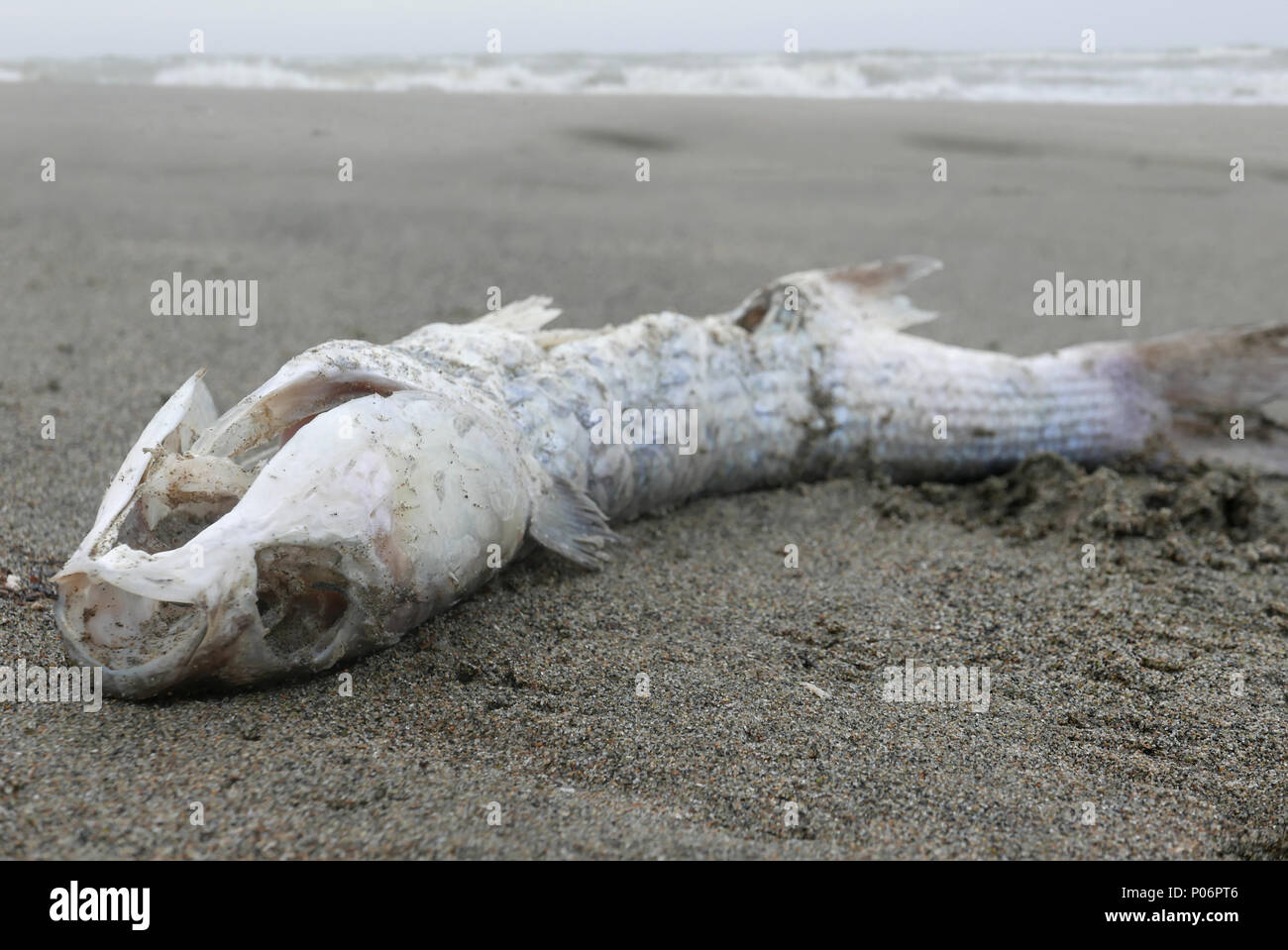 I pesci morti di cadavere su una solitaria riva Foto Stock