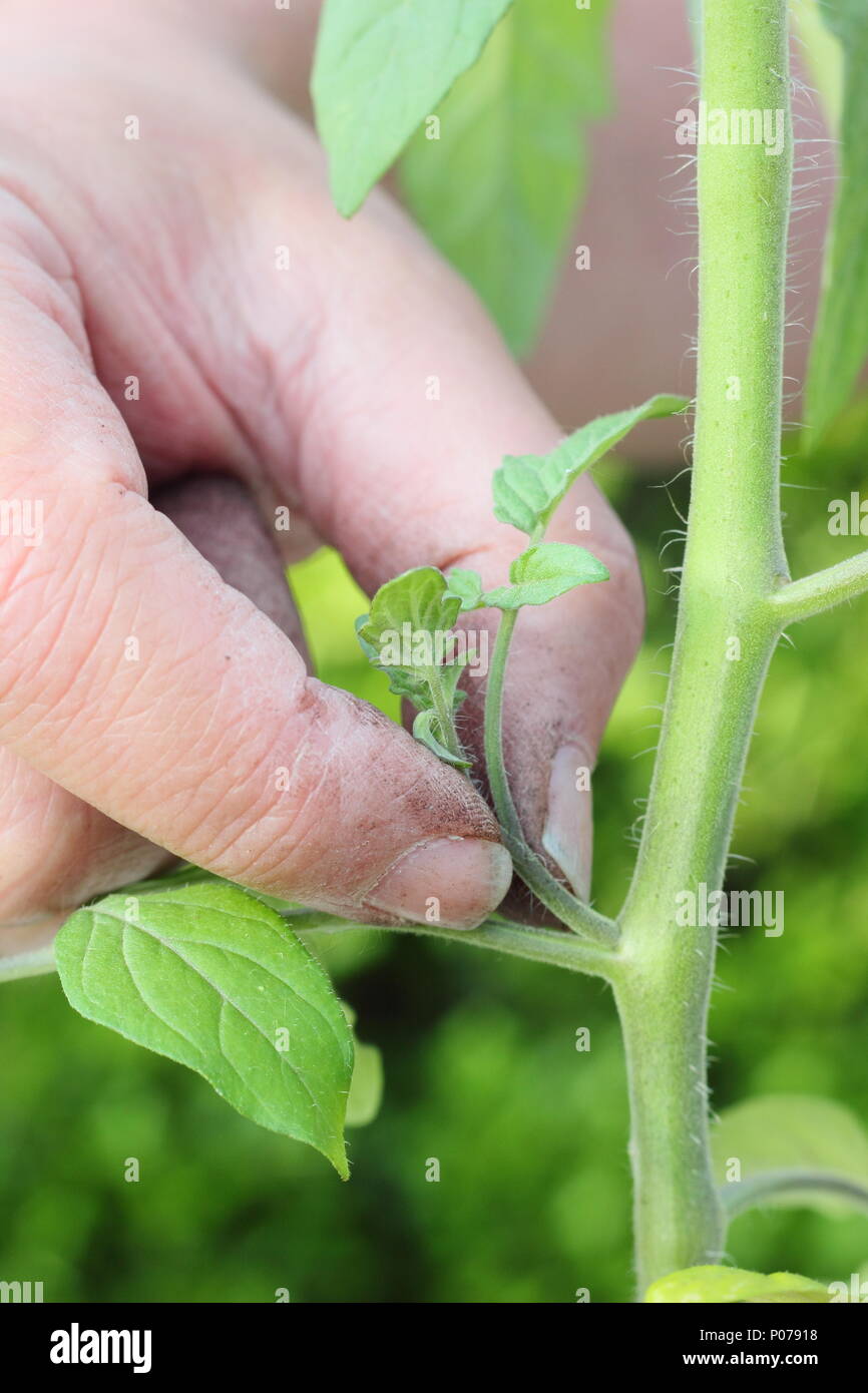 Solanum lycopersicum. Pizzicare i germogli laterali della pianta di pomodoro "Alicante" a inizio estate, REGNO UNITO Foto Stock