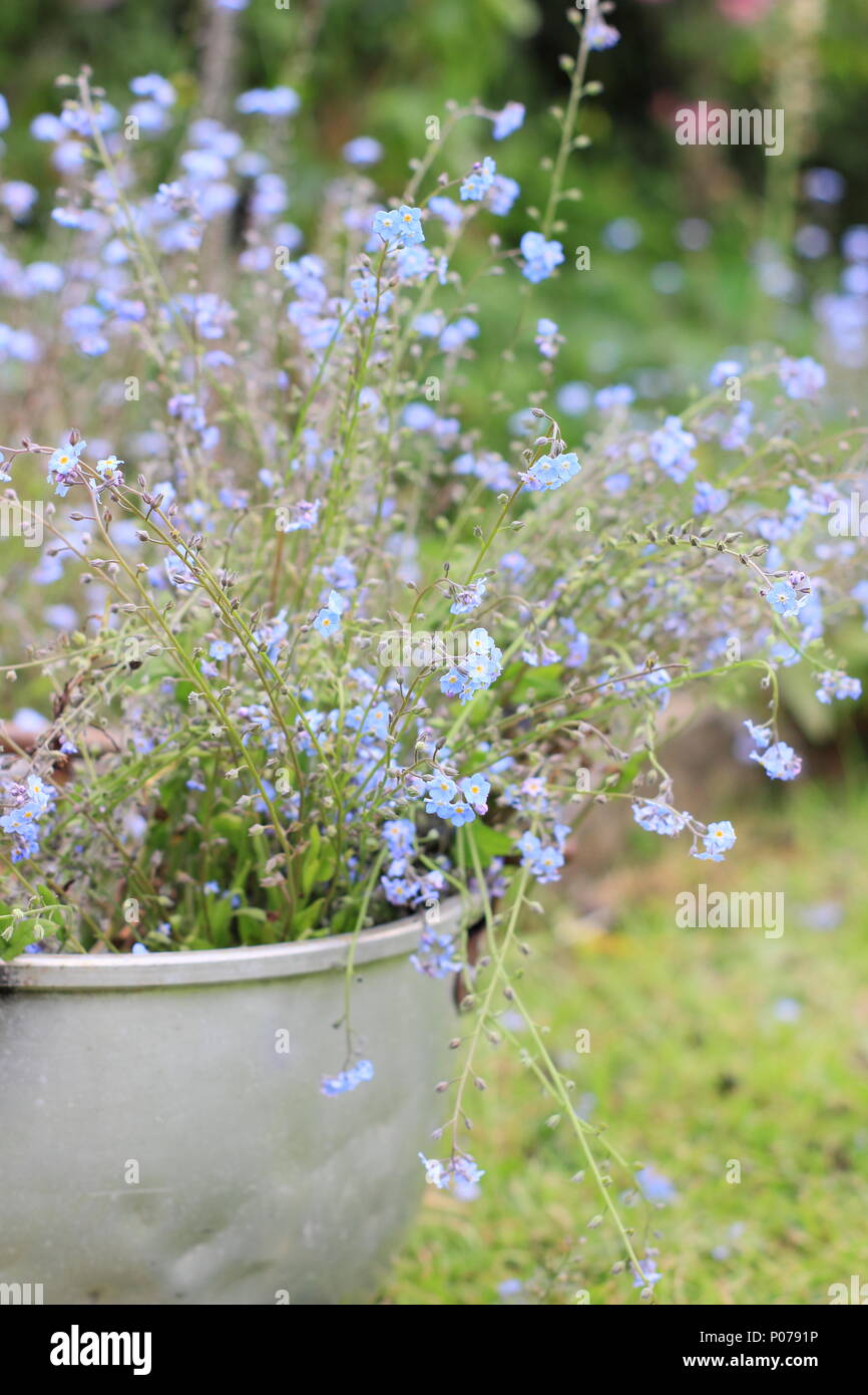 Myosotis La Cancellazione Non Ti Scordar Di Me Fiori