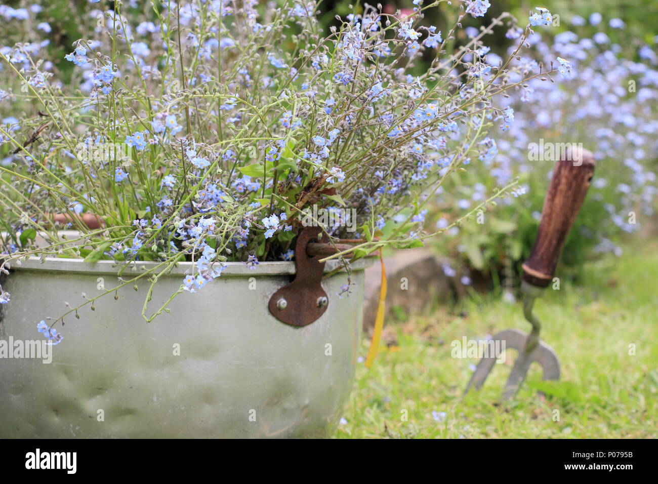 Myosotis. La cancellazione non ti scordar di me fiori (Myosotis), dal confine di un giardino inglese in un vecchio contenitore metallico in tarda primavera, REGNO UNITO Foto Stock