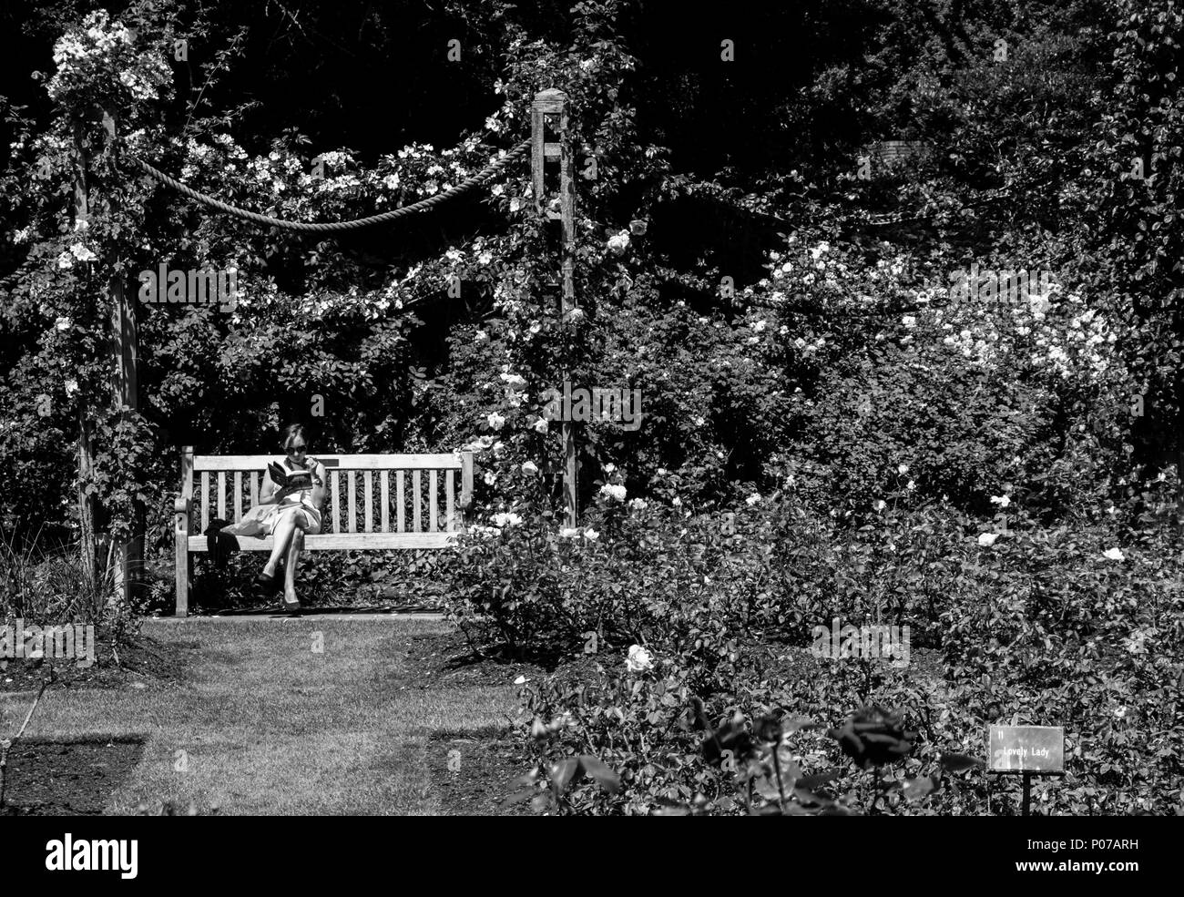 Donna libro lettura, Queen Mary's Gardens, giardino di rose, Regents Park, London, England, Regno Unito, GB. Foto Stock