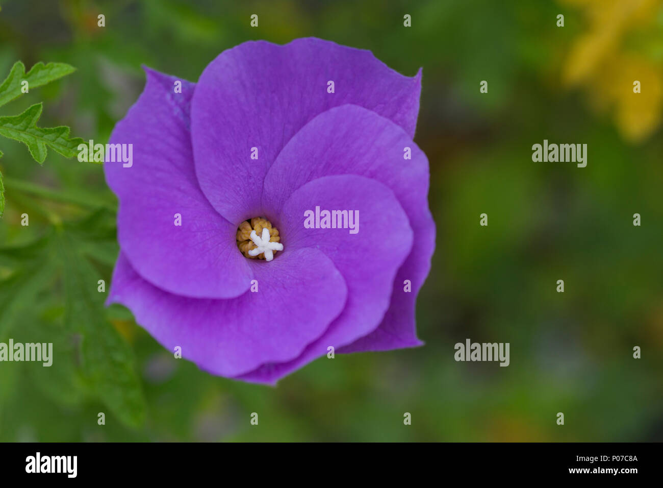 Un fiore viola Foto Stock