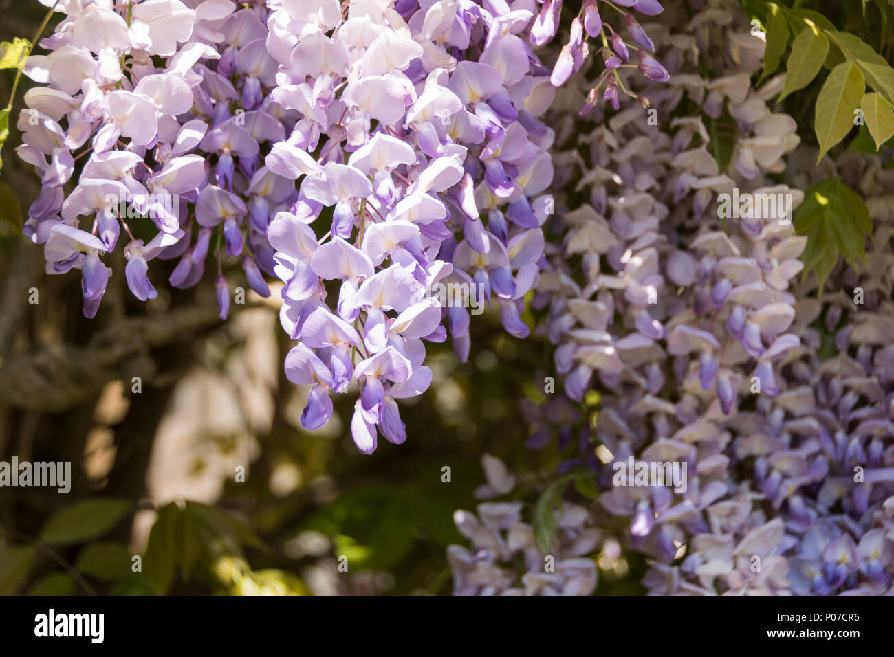 Il Glicine coperto case in Hotwells, Bristol, Regno Unito Foto Stock