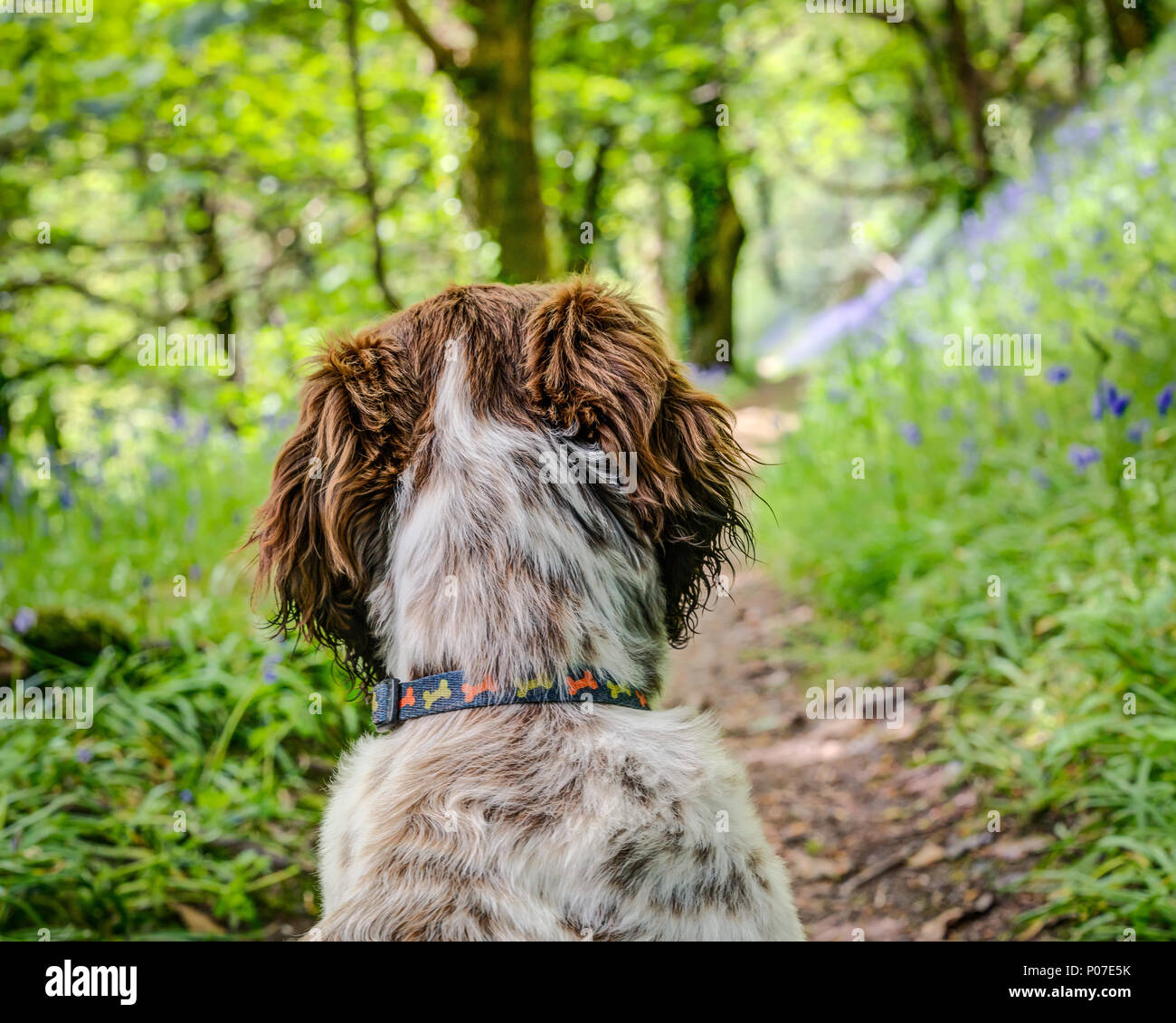 Un cucciolo femmina, fegato marrone e croce bianca Sprocker razza Spaniel, Ruby è studiare il legno bluebell e la magia della foresta che sta davanti. Foto Stock