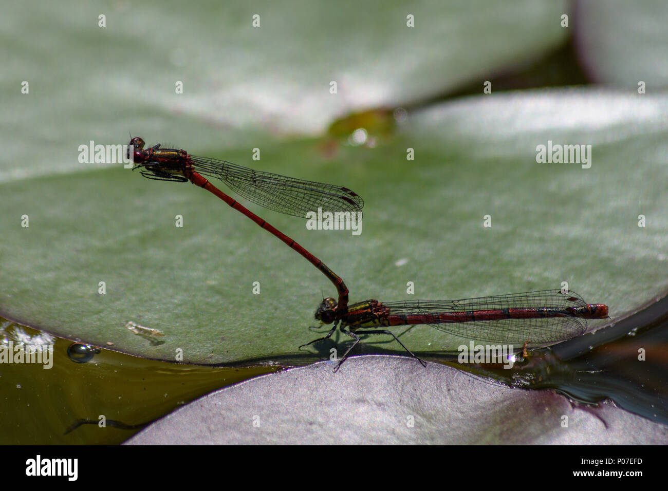 Una coppia di grandi rossi di accoppiamento damselflies su una foglia waterlilly su un piccolo stagno Foto Stock