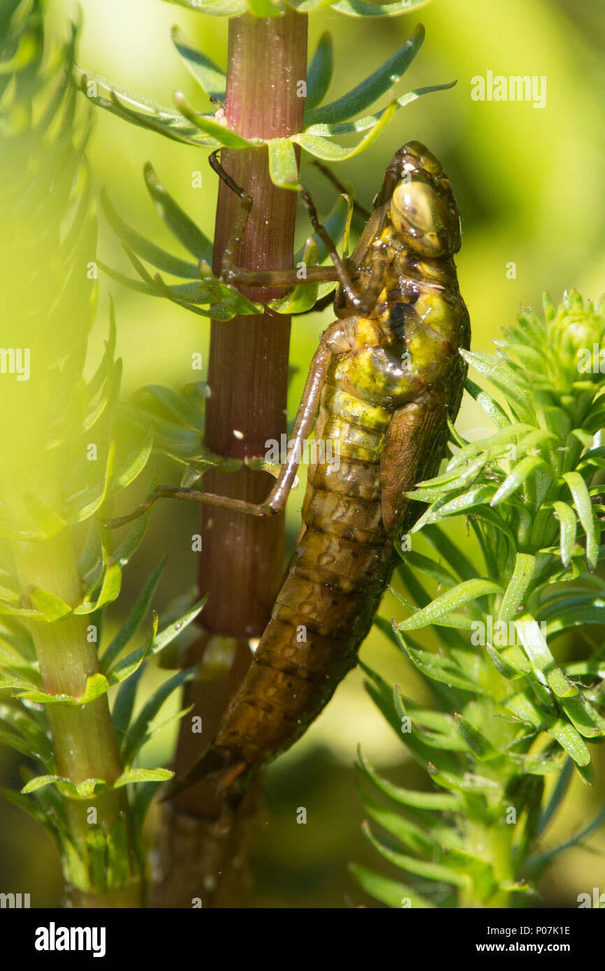 La metamorfosi di Imperatore libellula, Anax imperator, larva lasciando stagno per modificare in adulti, Sussex, Regno Unito, maggio, Foto Stock