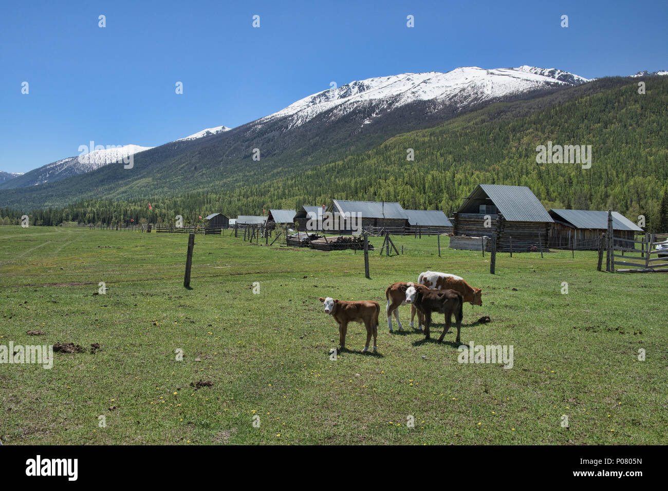 Idilliaco villaggio Tuvan, Kanas Lake National Park, Xinjiang, Cina Foto Stock