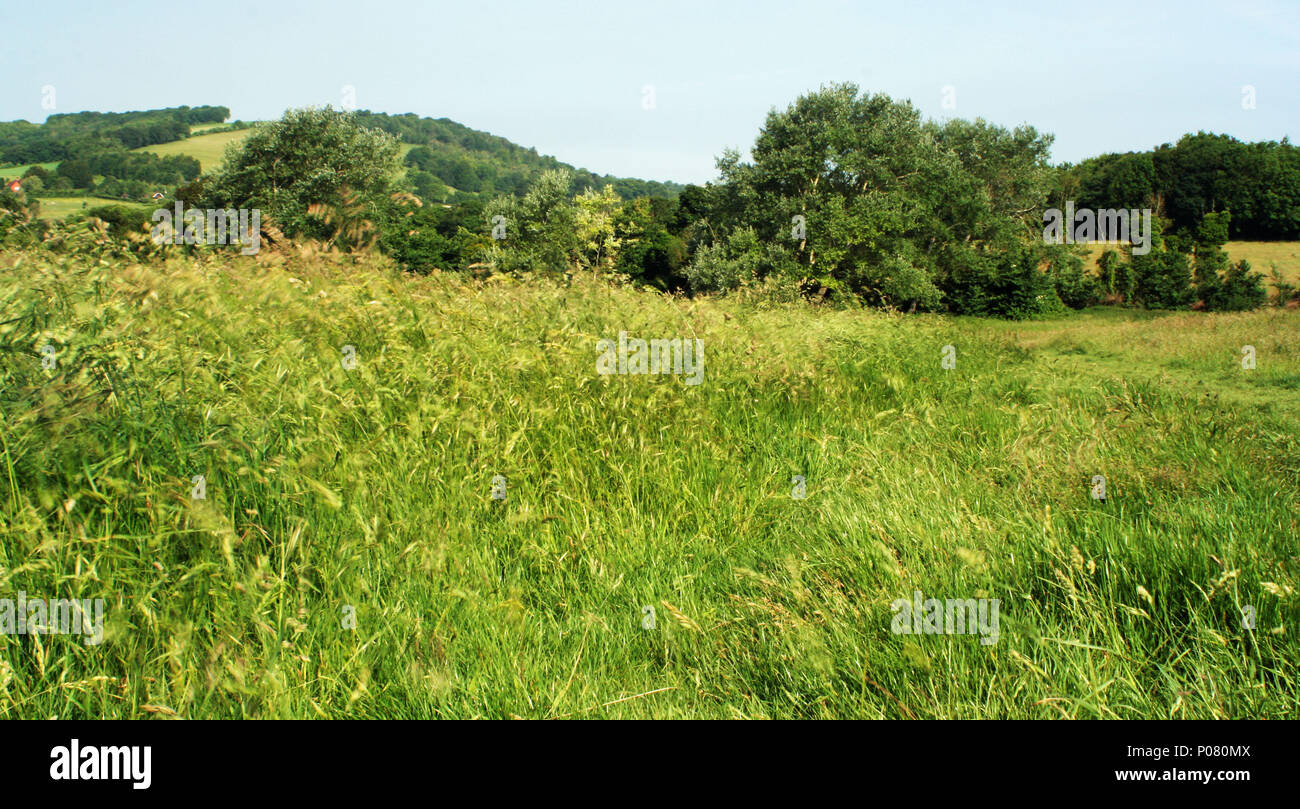 Anello Cissbury, West Sussex Foto Stock