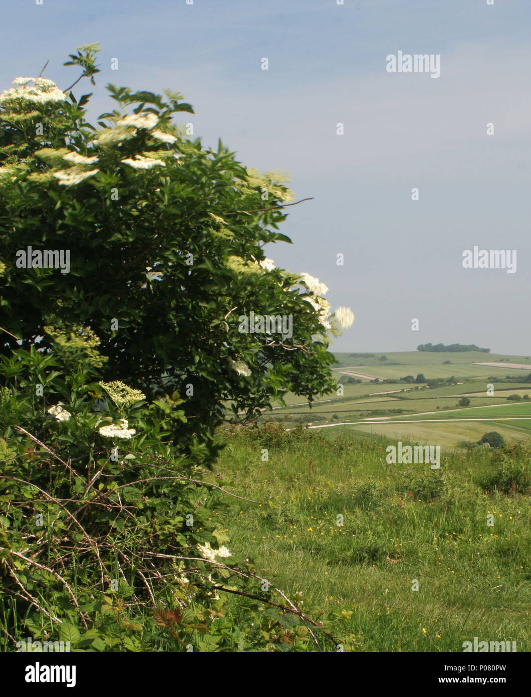 Anello Cissbury, West Sussex Foto Stock