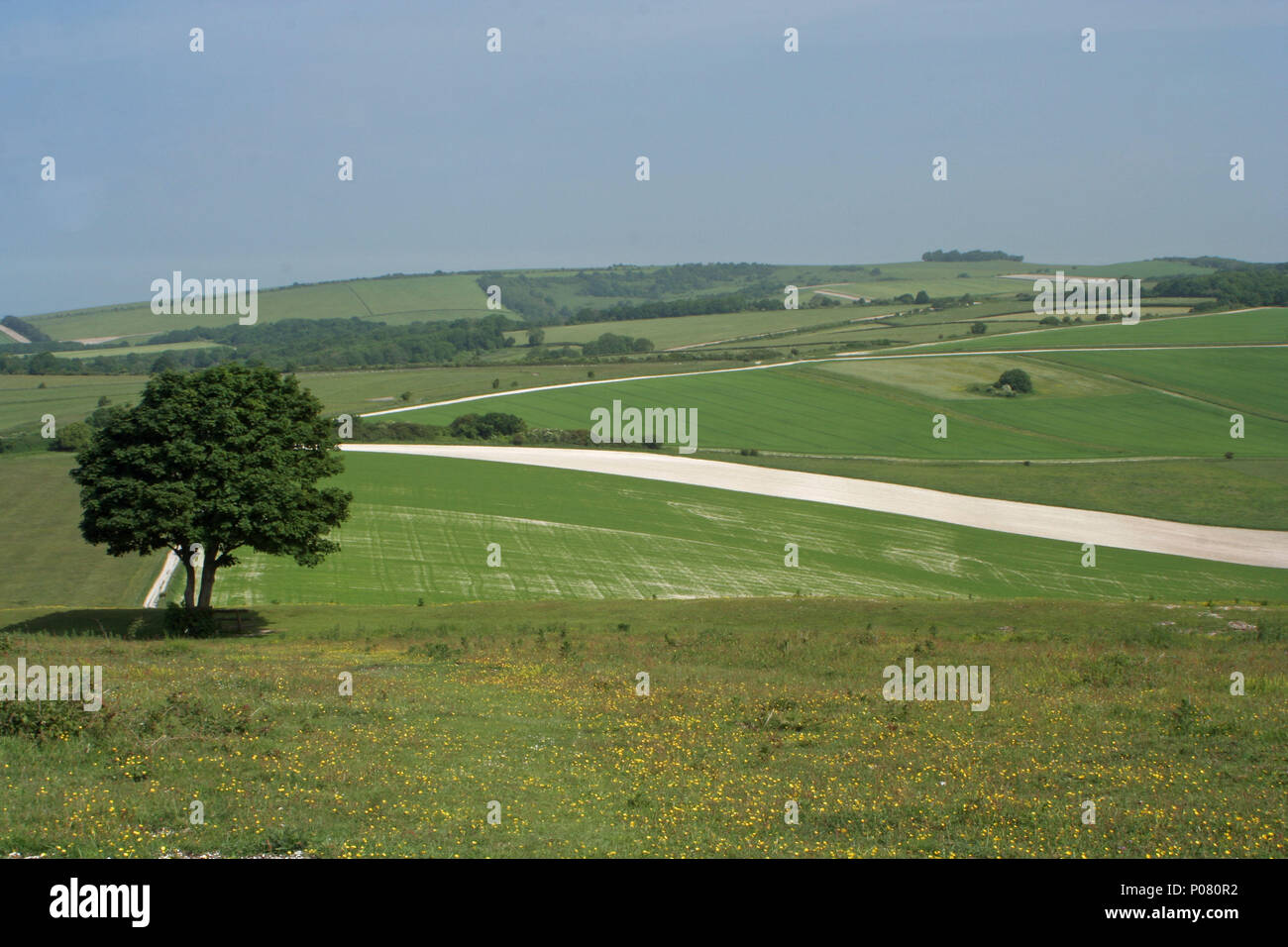 Anello Cissbury, West Sussex Foto Stock