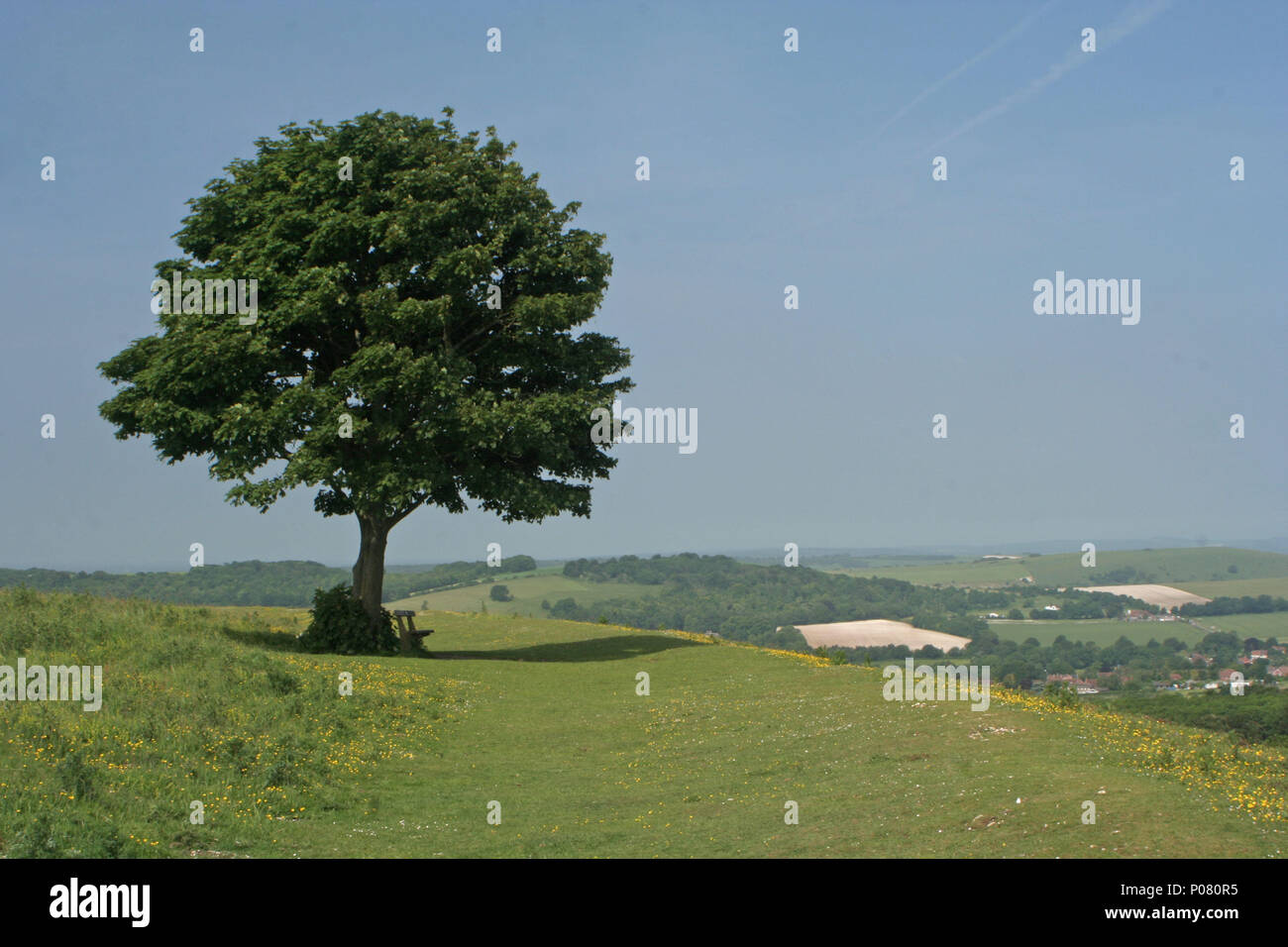 Anello Cissbury, West Sussex Foto Stock